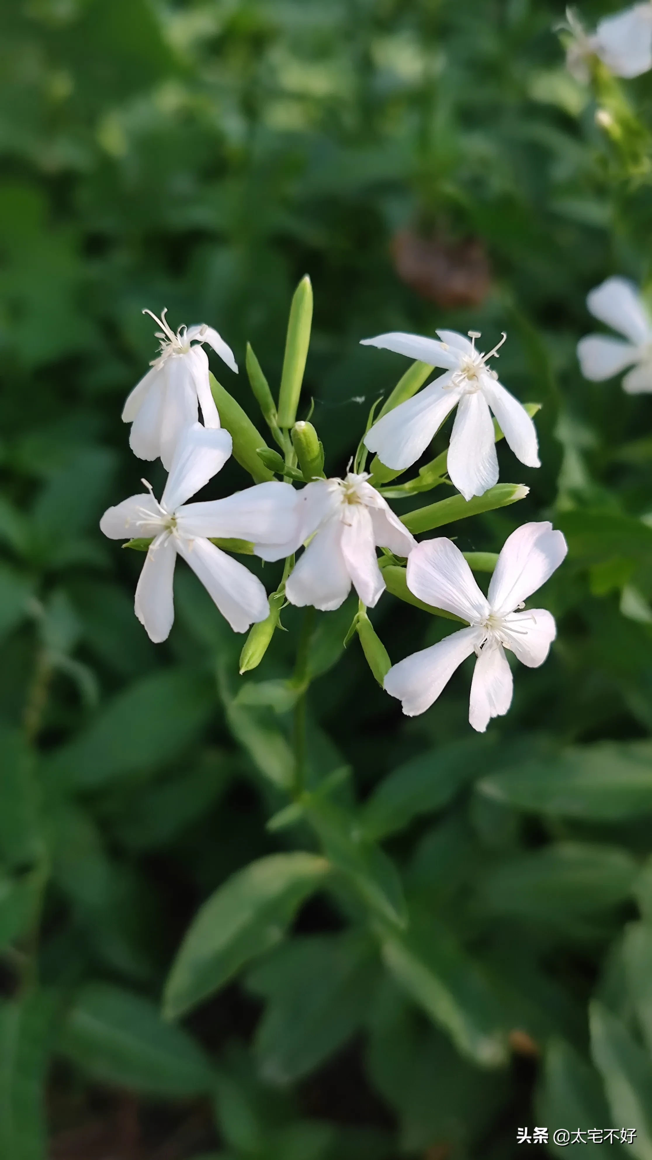 路邊看到這樣可愛的小花 名字居然叫做肥皂花 大笑 肥皂花 别名石堿花 英名soapwort Bouncingbet科 屬 天天看點