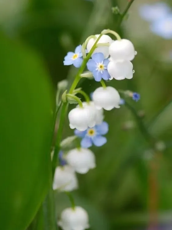 每日一花鈴蘭之淑女 鈴蘭是許多人心目中的白月光 一串白色的花朵 就像小鈴铛一樣 輕盈且靈動 天天看點