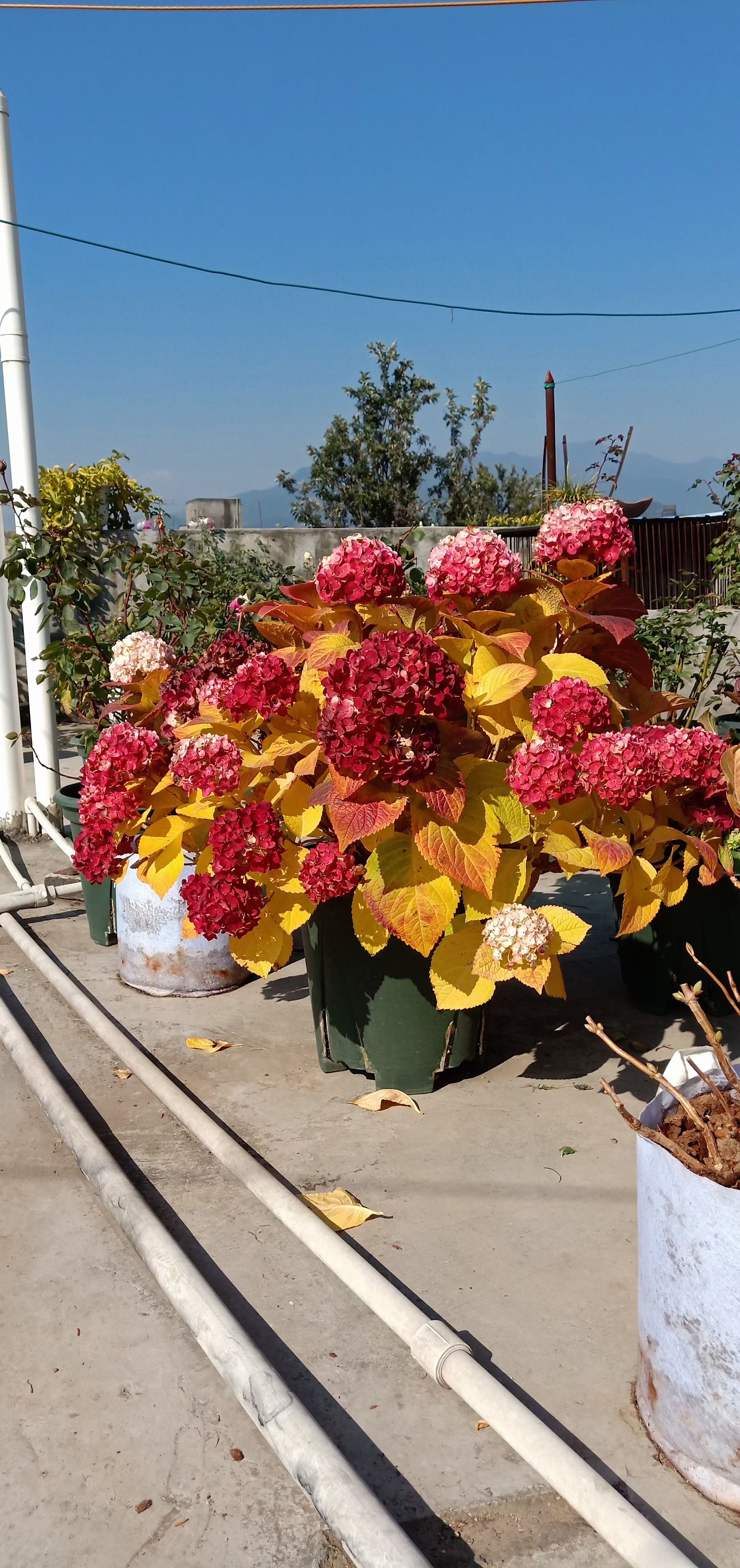 海蒂的花园绣球花苞枯萎 海妈植物推荐2021年海蒂的花园大花绣球