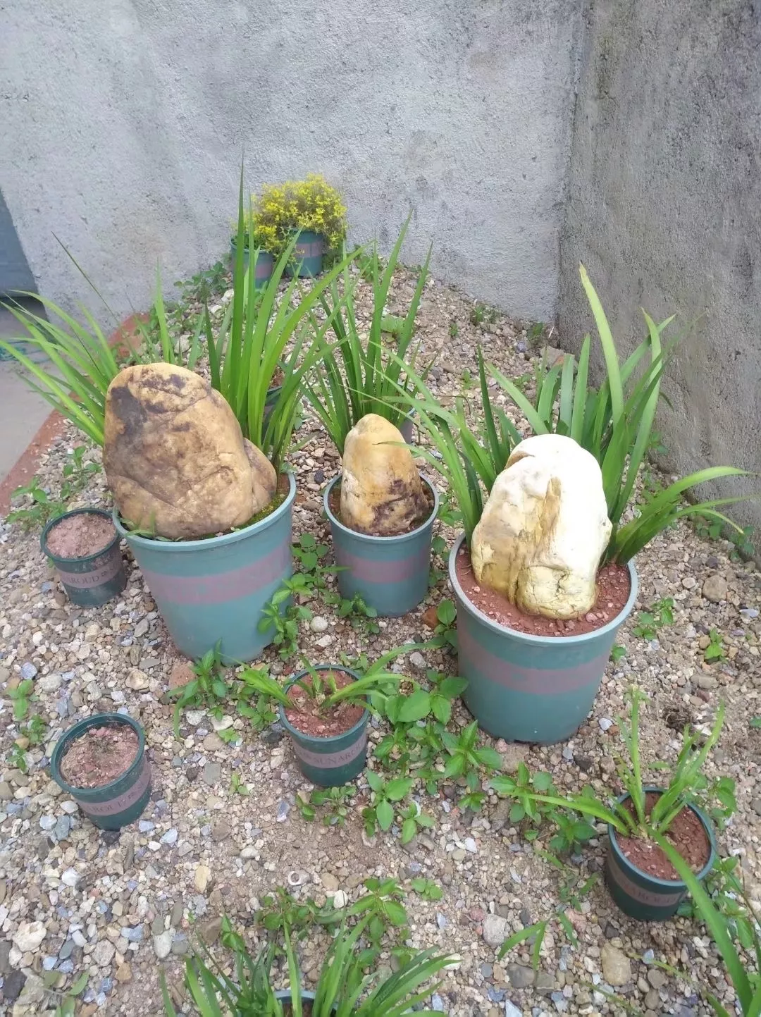 我要上微头条 随手拍 采挖到野生石菖蒲 把它做成盆栽养家里当绿植 观赏性很不错呀 叶子全年绿色的好养眼 室内外都可以