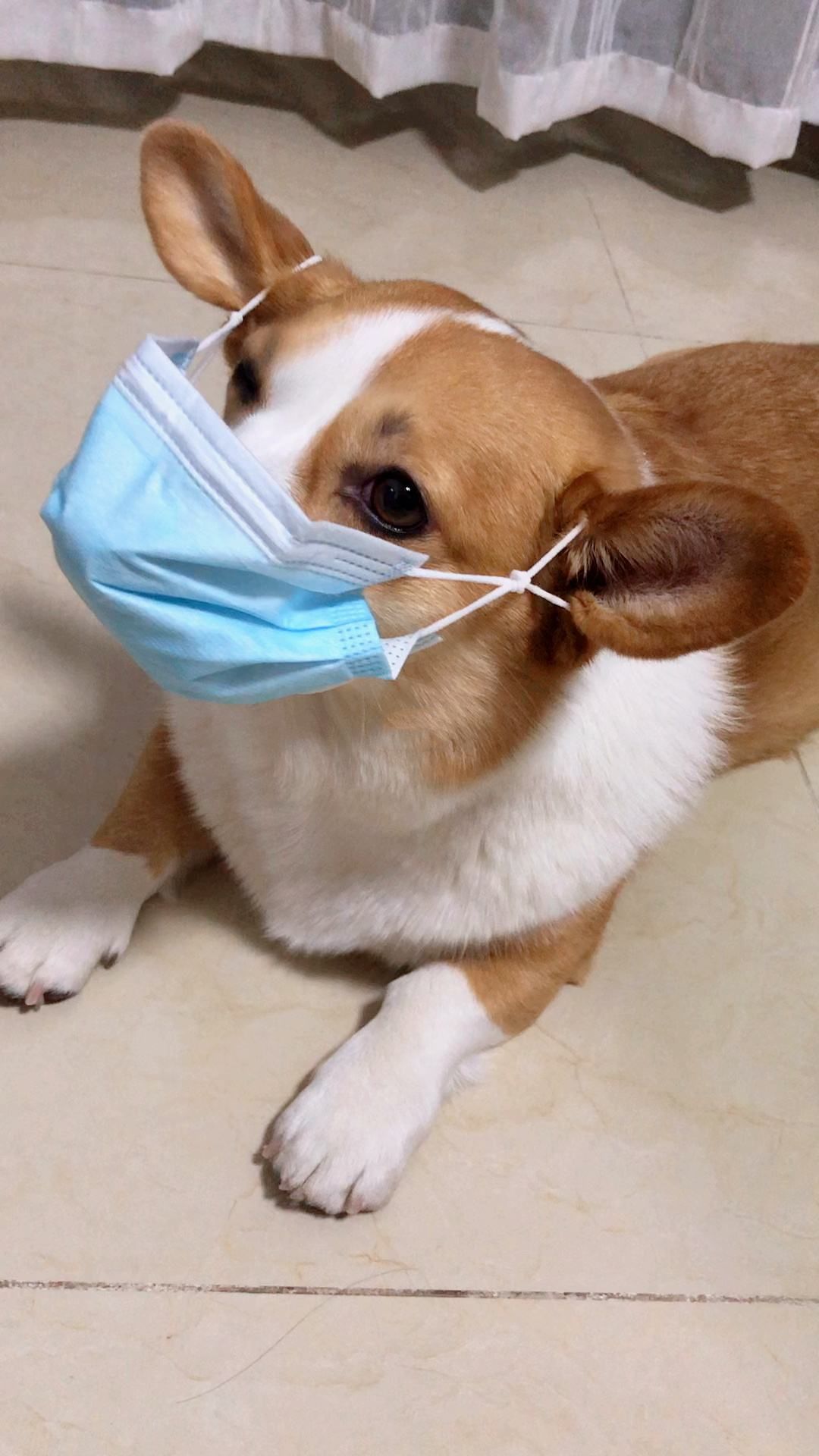 最严遛狗令限时凌晨还要给狗戴口罩不符合规定统统视作流浪狗处理