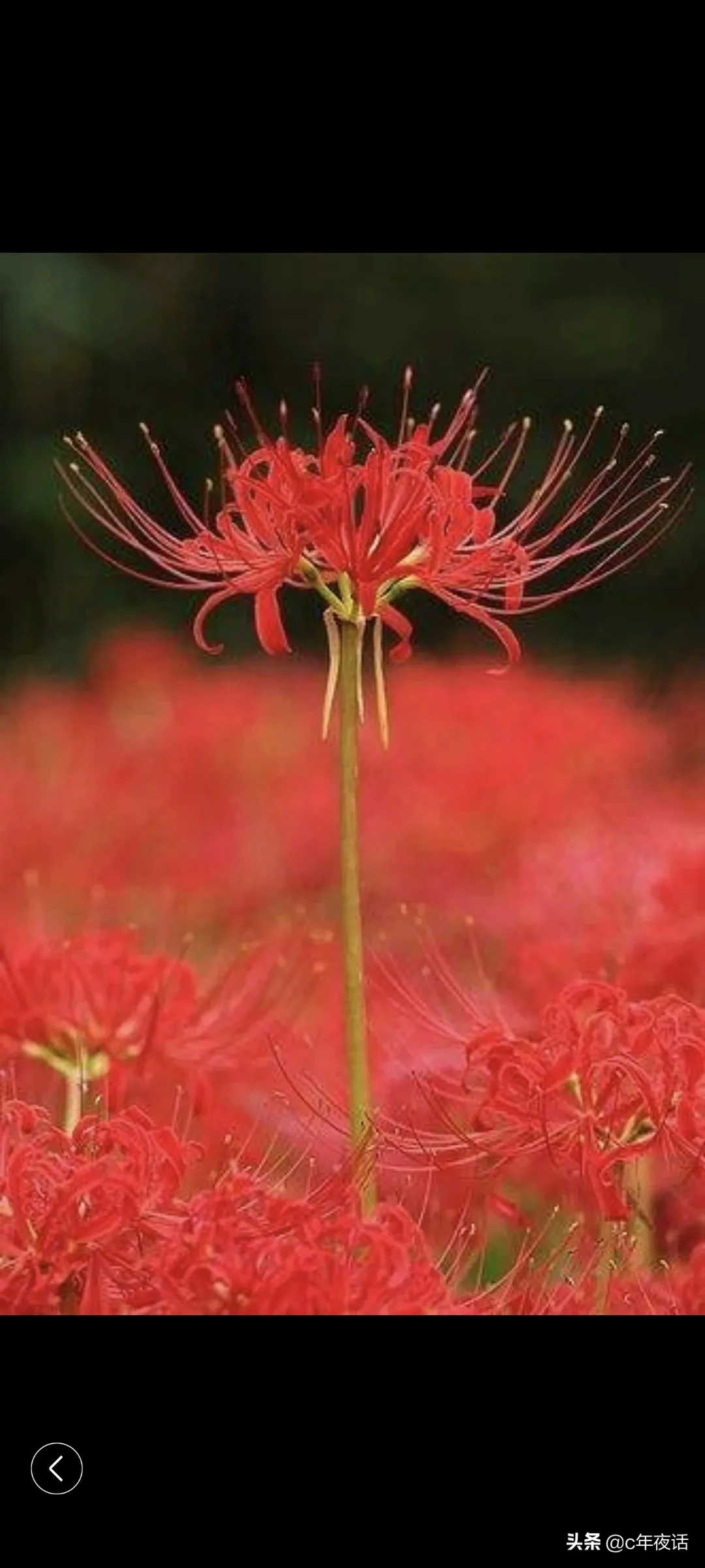 夏花之彼岸花 彼岸花又名曼珠沙華 花開兩岸 花開葉落 葉落花開 花葉永不相見 它的花姿優美無比 令人賞心悅目 天天看點