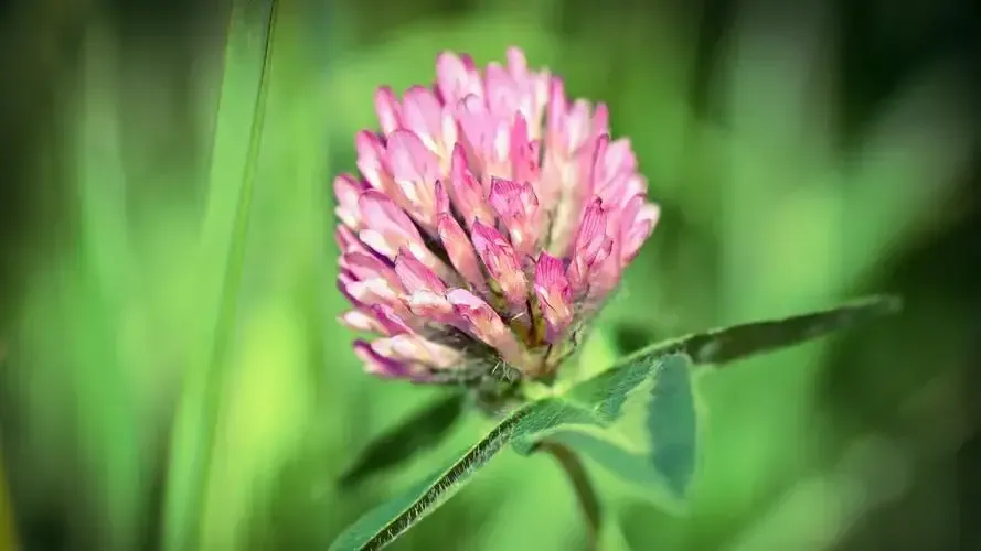 每日一花 花百科 红车轴草icon Trifoliumpratensel 为豆科多年生草本植物 又名红三叶 红花苜蓿i 天天看点