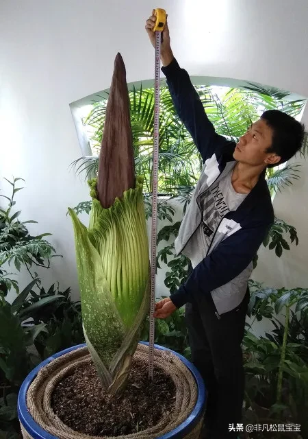 世界上最奇特的5种吃肉的植物 彻底刷新你三观 基本都与腐肉尸臭有关 捕蝇草捕蝇草因为其特殊的结构而成为最著名的肉食植物 天天看点