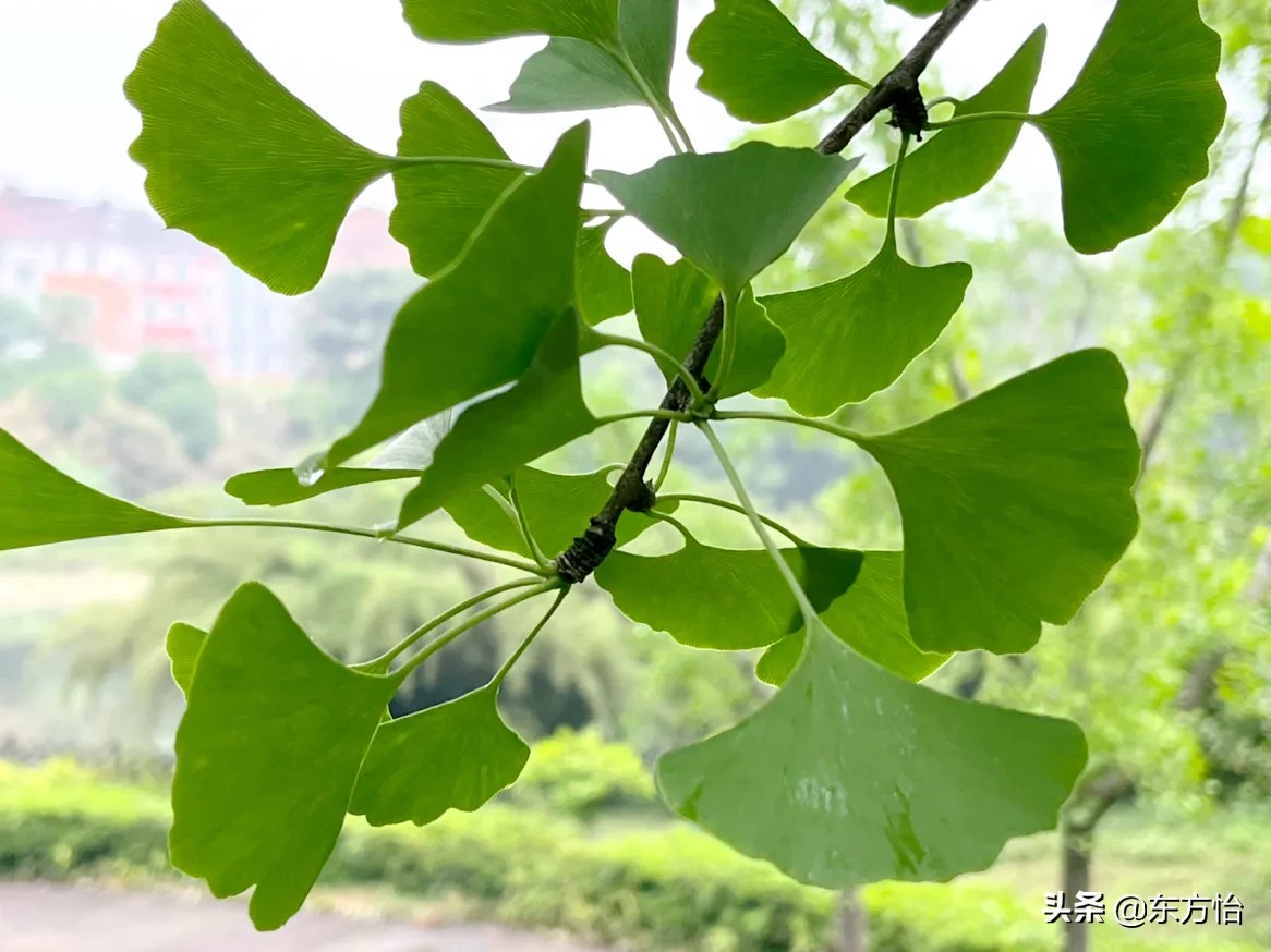 银杏的花语是坚韧和沉着 纯情之情 代表着永恒的爱 也可以说是一生的守候 银杏叶青翠碧绿的时候一样赏心悦目 银杏果也好吃 天天看点