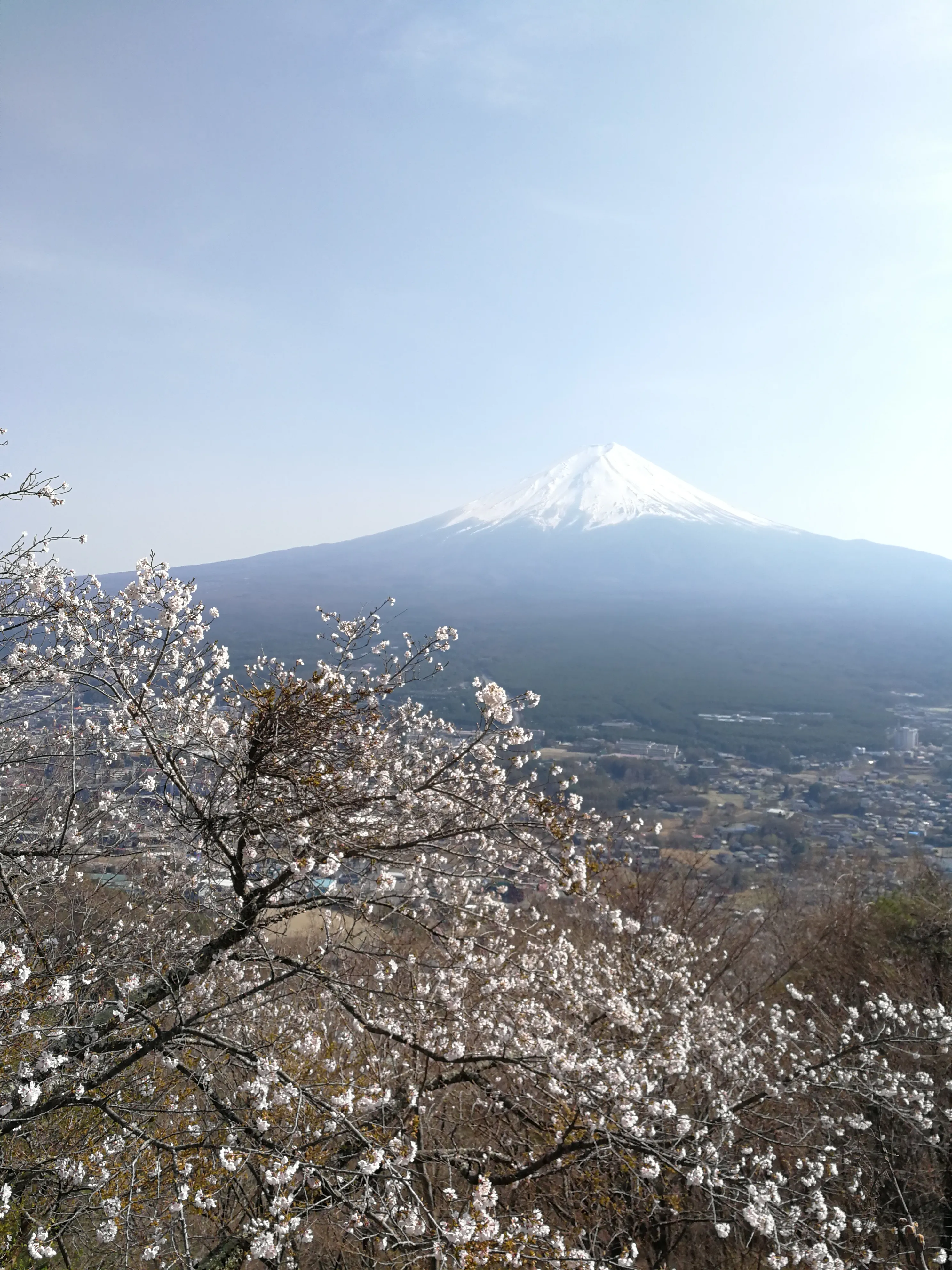 旅游回顾 十六 哪年三月 去日本旅游 富士山是日本的标志 樱花是日本的国花 每年的3月至4月初 是观赏日本樱花 观富士