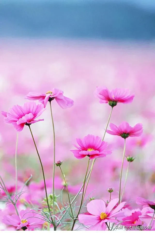 图片分享 格桑花 格桑花壁纸 天天看点