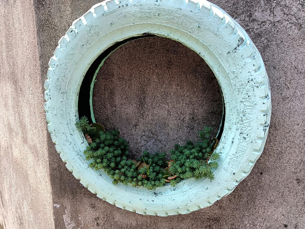 变废为宝的轮胎种上多肉美美哒期待它能爆满悬挂下来