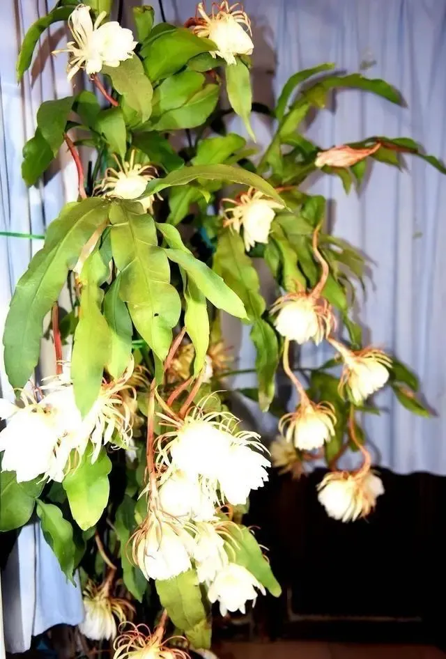 人们常说 昙花一现 意思是说 美好的事物或景象出现了一下 很快就消失 泛指美好的事物出现的时间很短 昙花一现的出处是 妙 天天看点