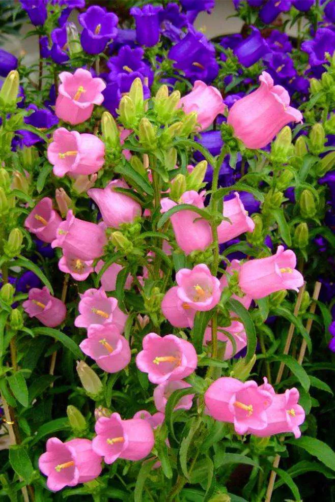 风铃草是桔梗科 风铃草属二年生宿根草本植物 被子植物门 花冠钟形 花期5 6月 风铃草原产于南欧等北温带地区至亚寒带地区