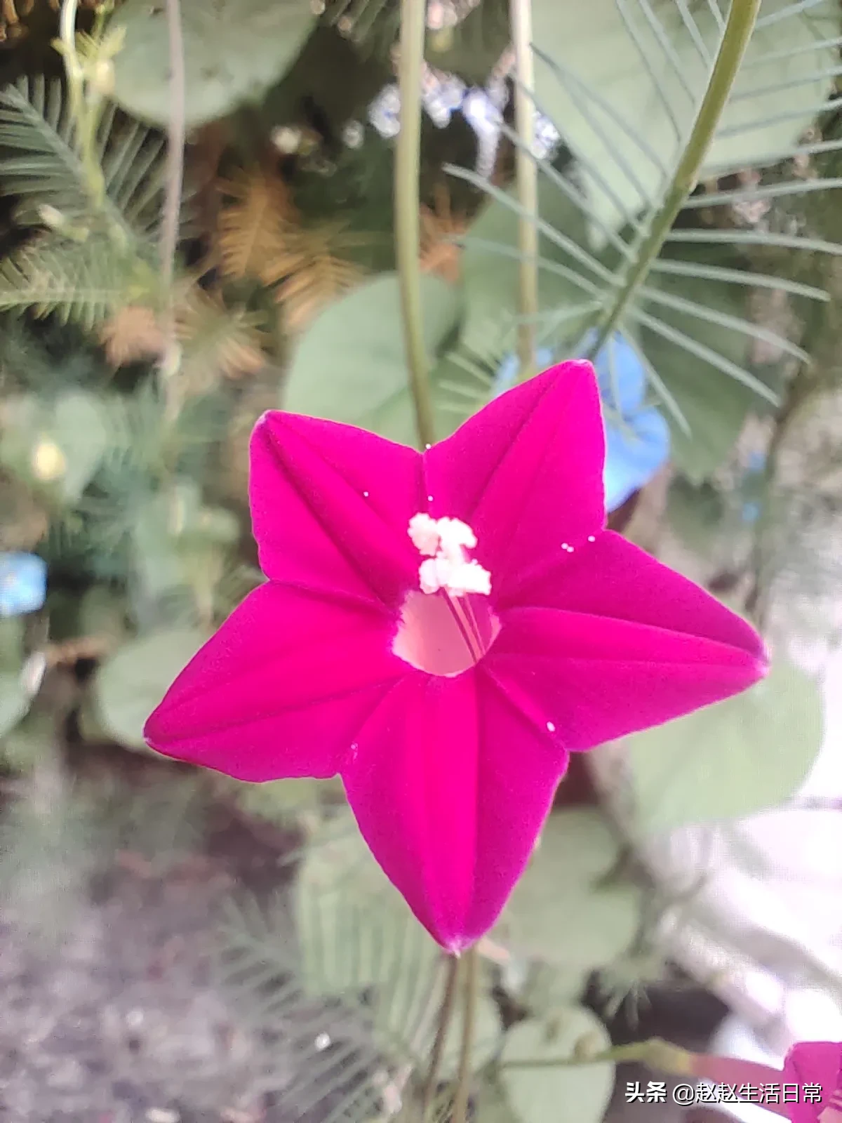 又是最好养的花卉之一 羽叶茑萝花期七月到十月左右 每天早上都爆花 如果做成拱门形状 就更漂亮了 花后结种子 第二年春天播