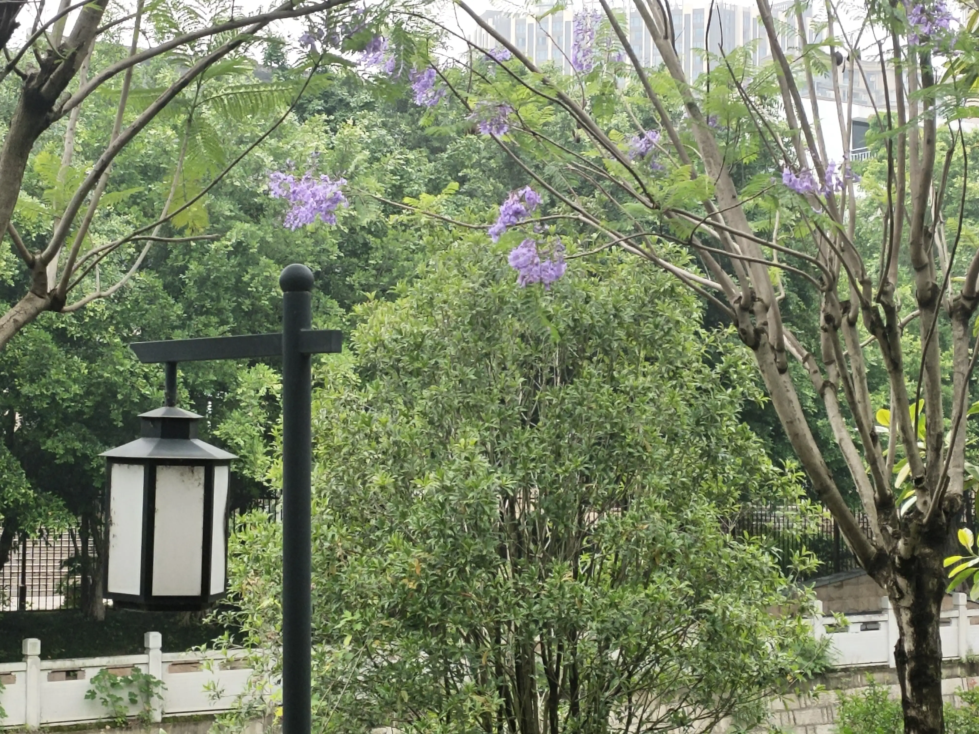 最美五月藍花楹 南聲生活藍花楹 藍花楹 來自巴西阿根廷 道路旁 公園裡 榕城處處弄倩影 五月裡 藍花楹 百花叢中最靓麗