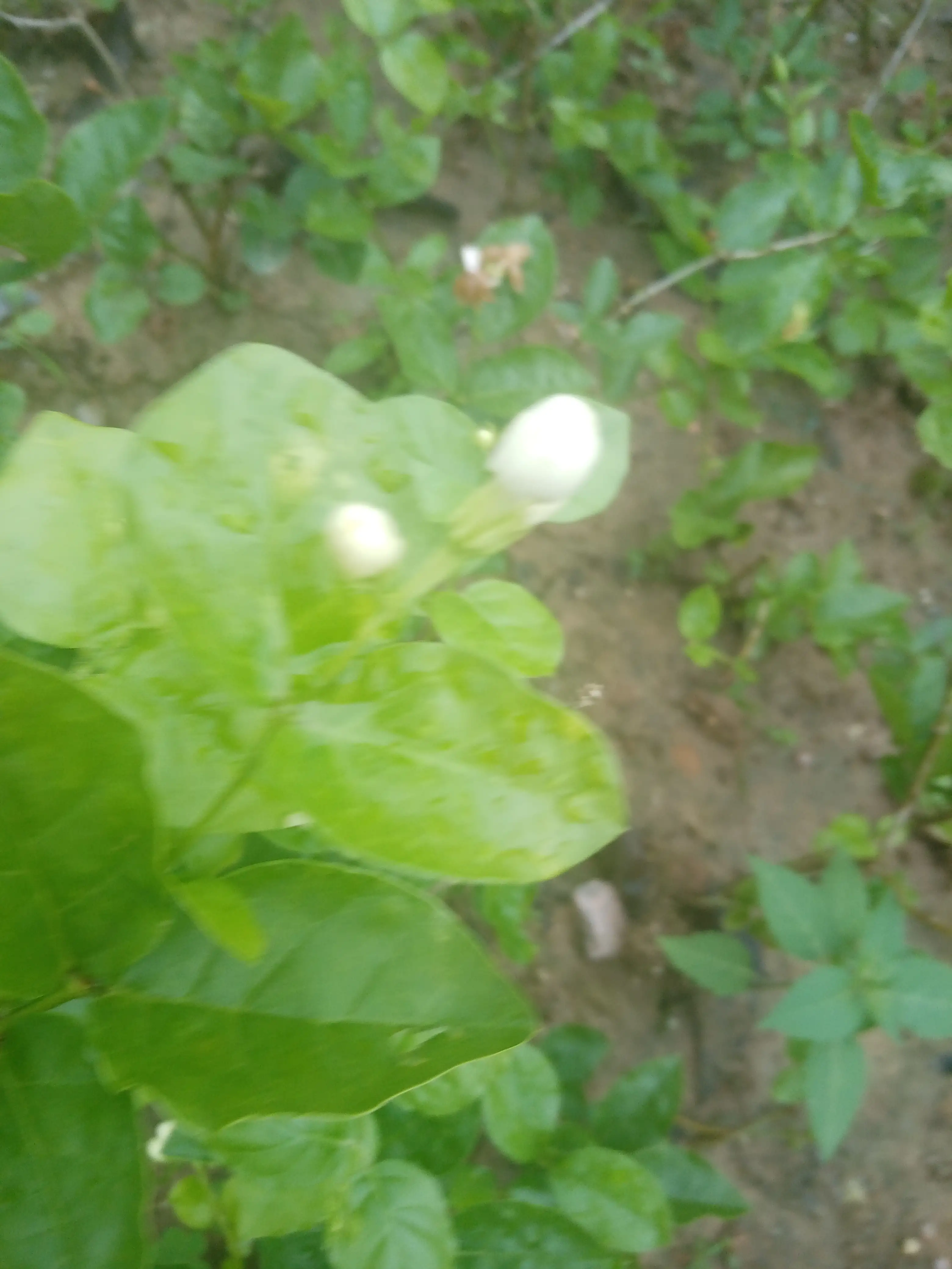 桅子花 白兰花 茉莉花 夏花三俏 洁白美丽 芬香扑鼻 沁人心脾 深受人们喜欢 特别是白兰花 常绿乔木 树高冠幅大 花期5 天天看点