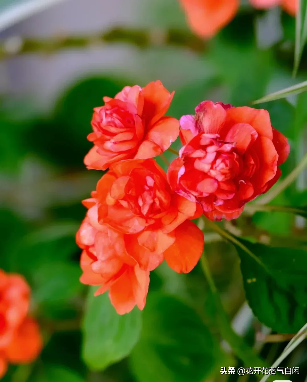 人人能科普 處處有新知 翻開我的生活日記 又到了鳳仙花開季節 鳳仙花又名指甲花 鳳仙花色澤鮮豔 有股淡淡的脂粉味兒 天天看點
