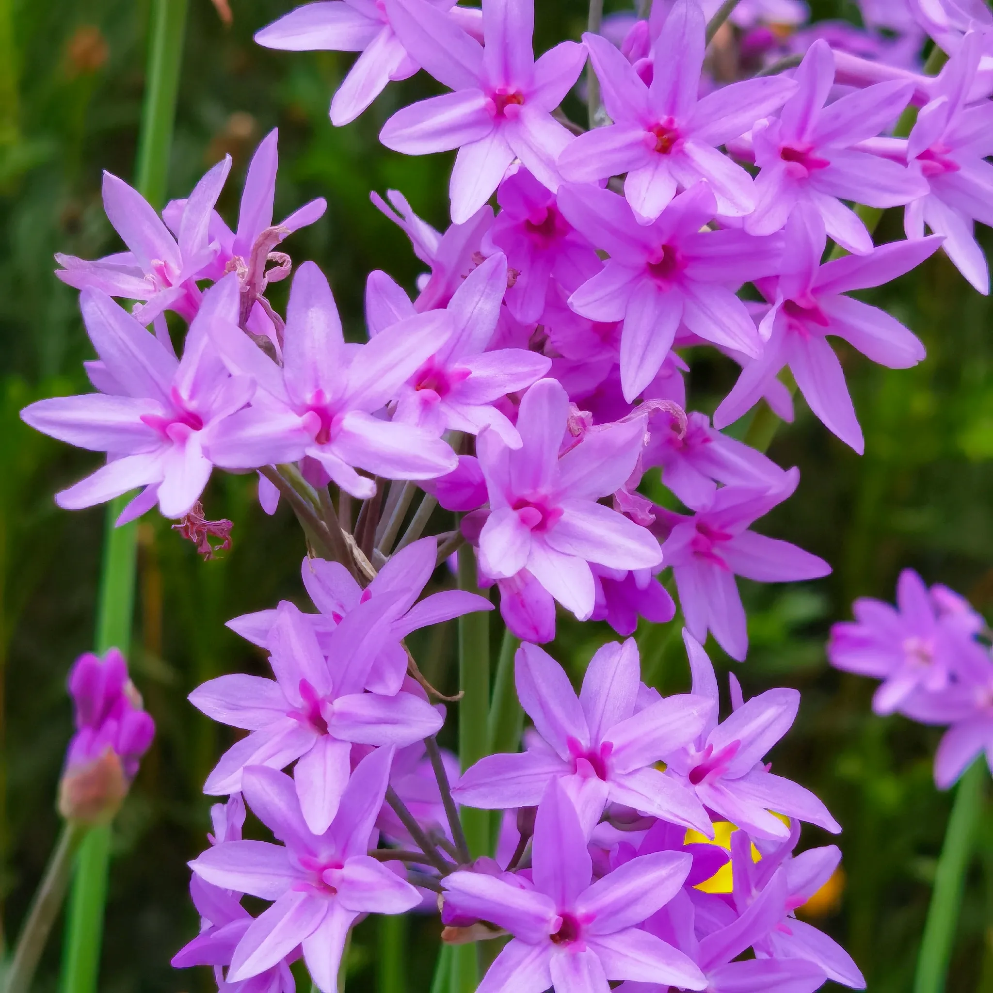 紫娇花开俏丽浪漫 初夏时光 路边绿化带里的紫娇花 灿如紫色的霞光 翠绿的叶丛中 伸出长长的枝杆 紫娇花开在枝杆的顶端 天天看点
