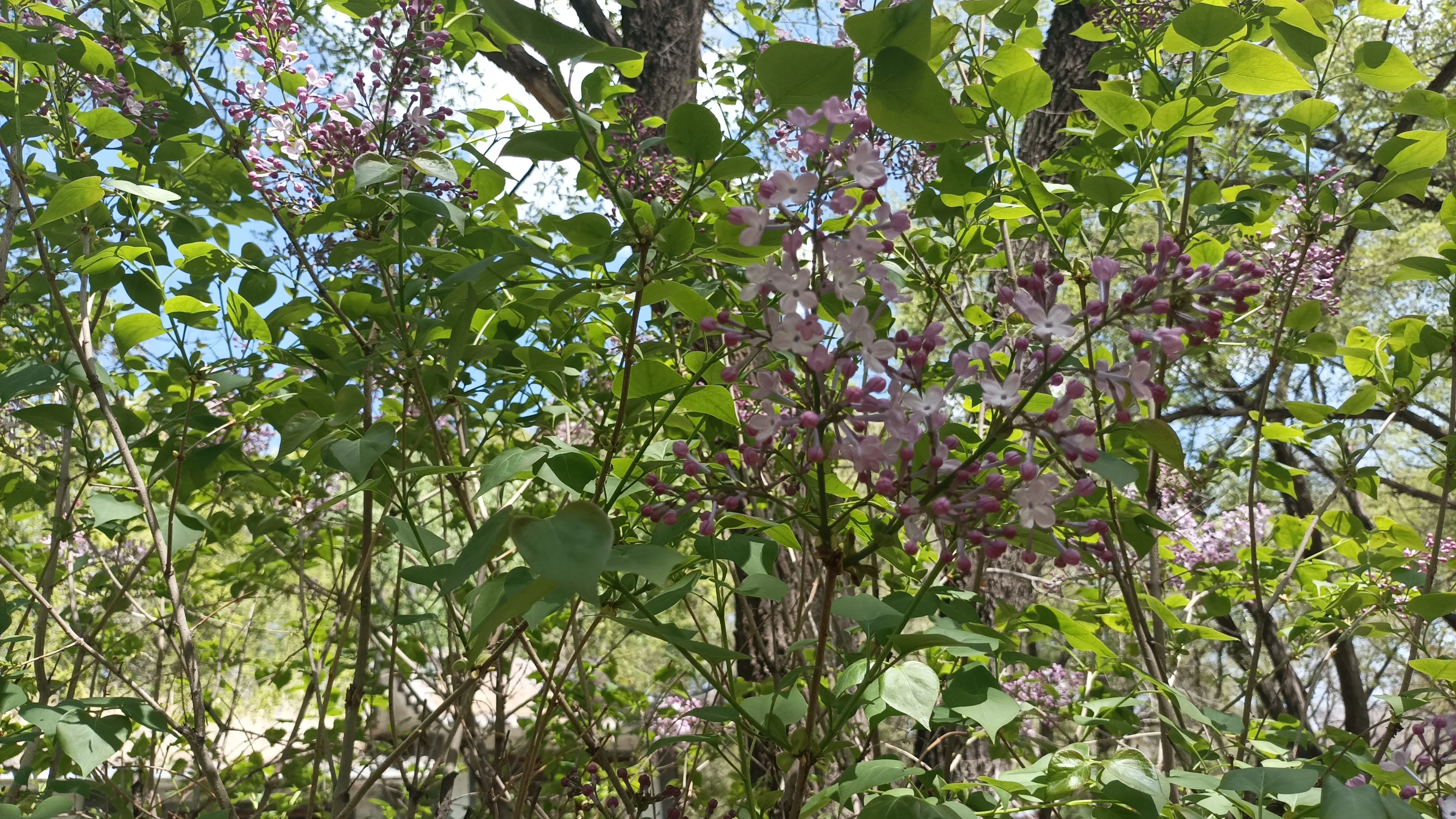這紫丁香開得可真旺盛呀 丁香花過敏的人遭罪了 又到丁香花開的季節 空氣裡到處蕩漾着丁香花的芬芳 這個香氣太濃郁了 不過有