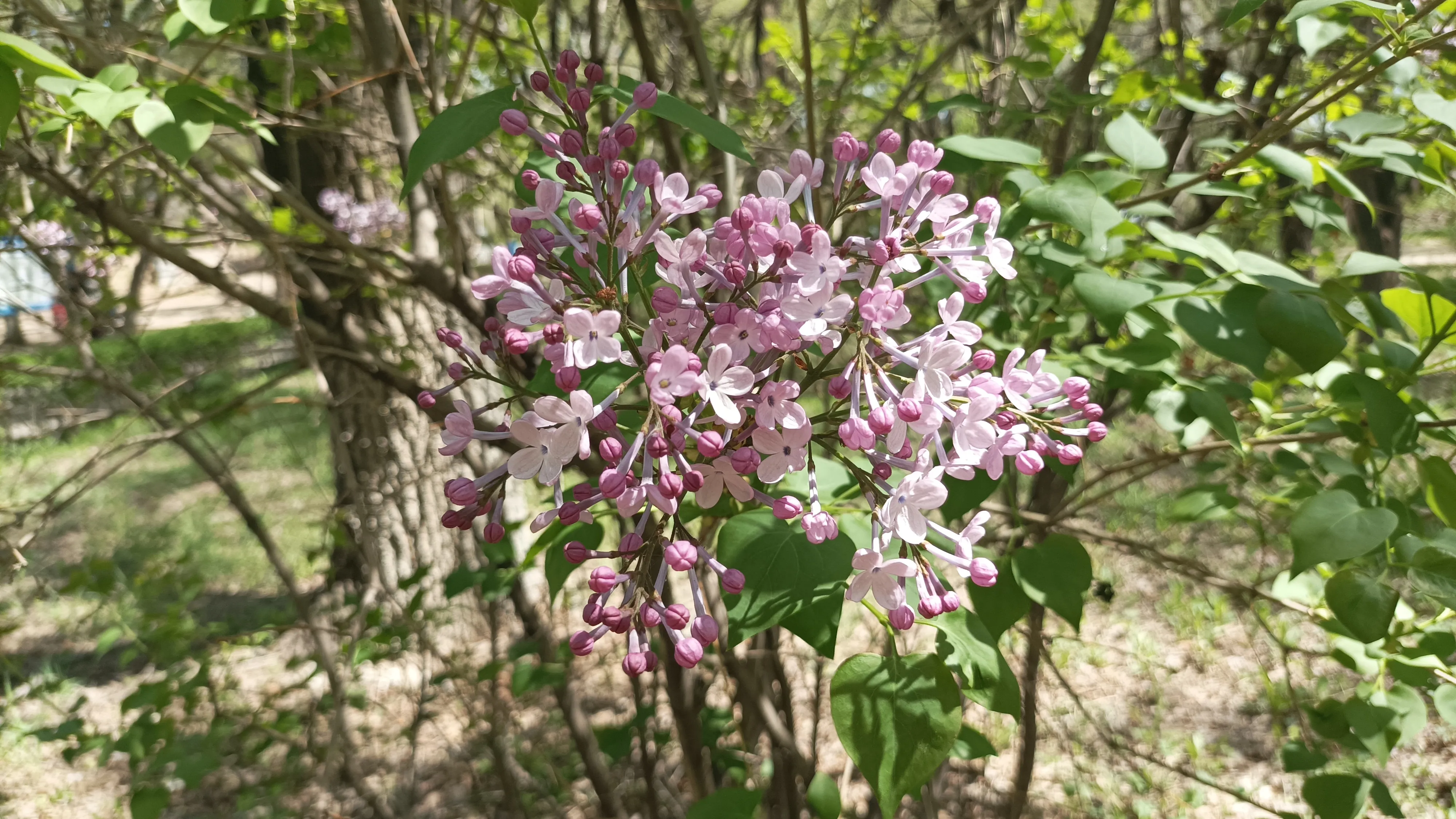 這紫丁香開得可真旺盛呀 丁香花過敏的人遭罪了 又到丁香花開的季節 空氣裡到處蕩漾着丁香花的芬芳 這個香氣太濃郁了 不過有