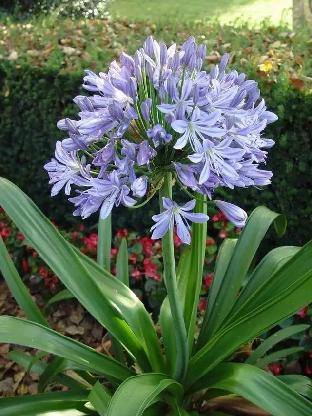 百子蓮又叫紫君子蘭 藍百合 非洲百合 是石蒜科百子蓮屬多年生宿根草本植物 夏天開花到初秋 花朵有深藍色和白色 花型優雅 天天看點