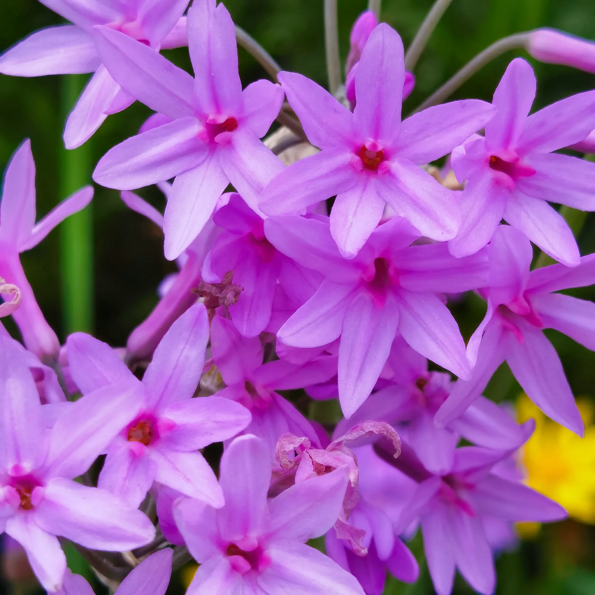 紫娇花开俏丽浪漫 初夏时光 路边绿化带里的紫娇花 灿如紫色的霞光 翠绿的叶丛中 伸出长长的枝杆 紫娇花开在枝杆的顶端 天天看点