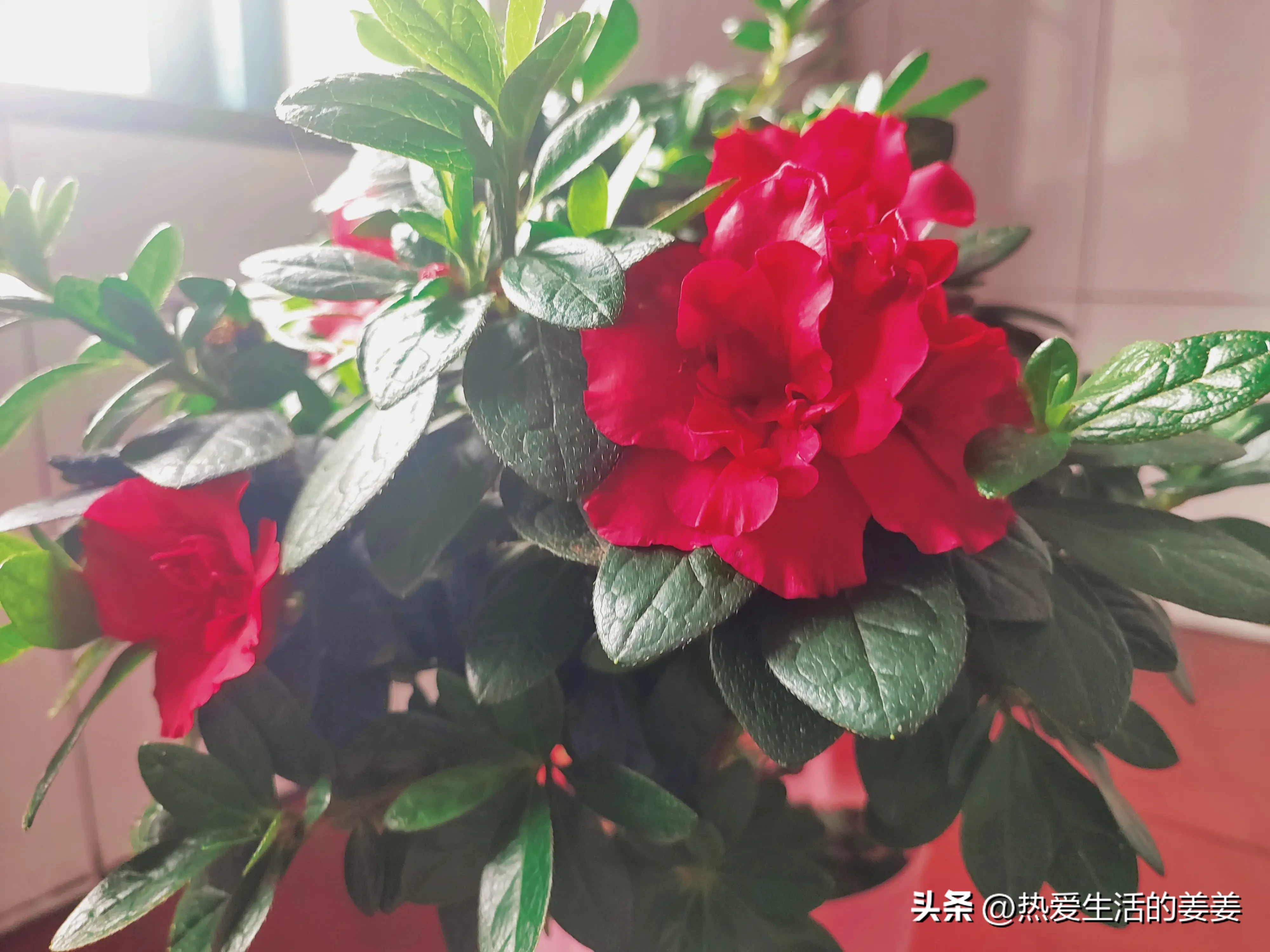 夏日赏花时刻 我家的花种类还不少 都很普通 都很漂亮 长寿花 太阳花 矢车菊 波斯菊 黑心菊 矢车菊 君子兰 金盏花 天天看点