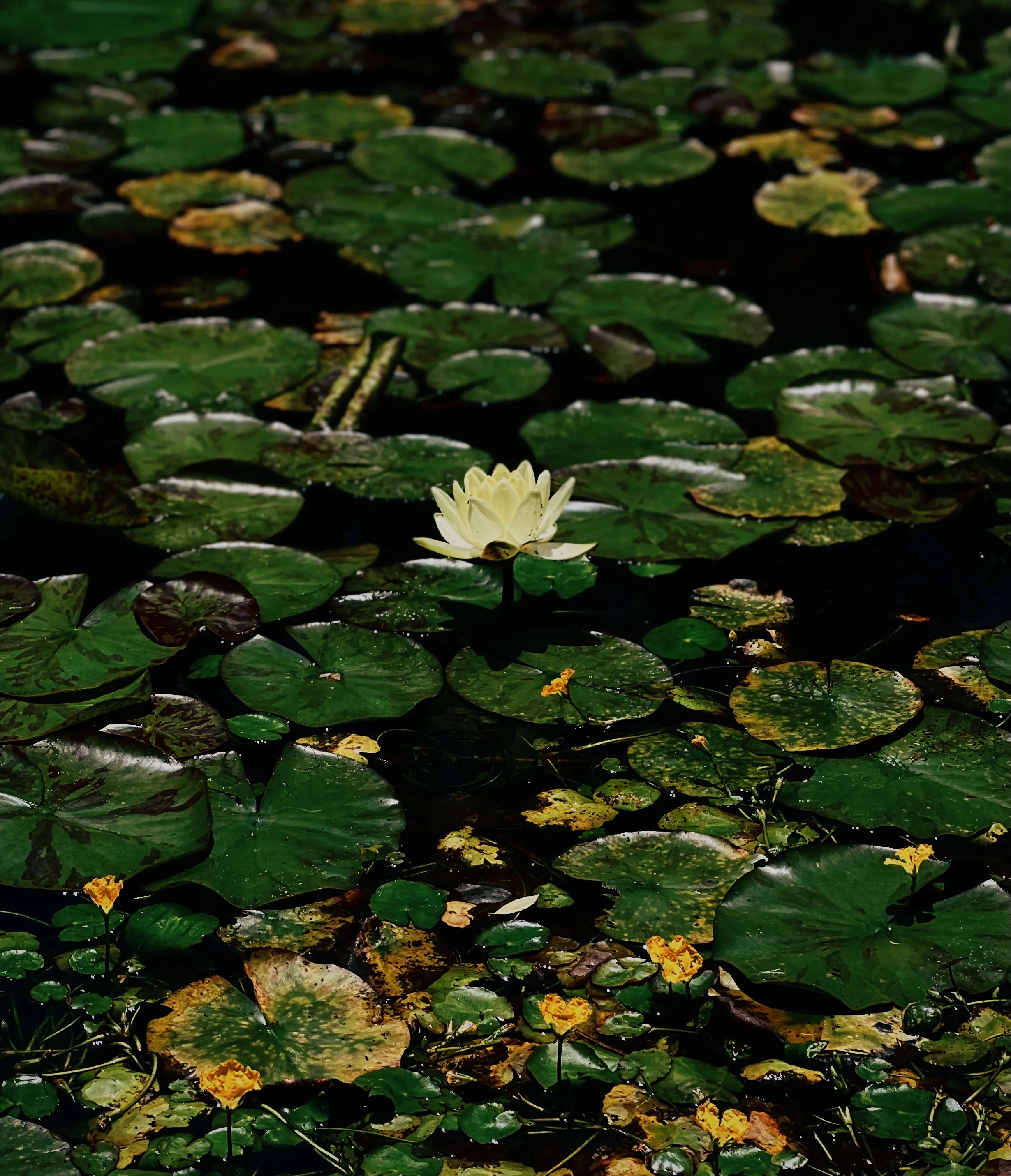 植物 看到它就知夏天到了 睡莲 多年生草本植物 具沉于水下匍匐的根状茎 叶与花漂浮在水面 适宜在水中生长 花瓣光洁如玉