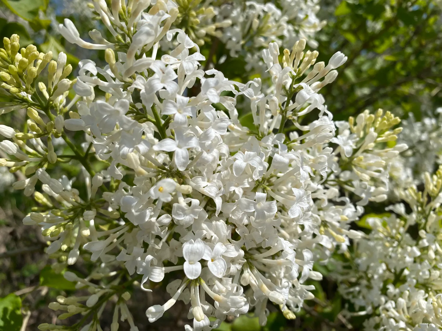 怒放的丁香花 淡淡的香味我喜歡 天天看點
