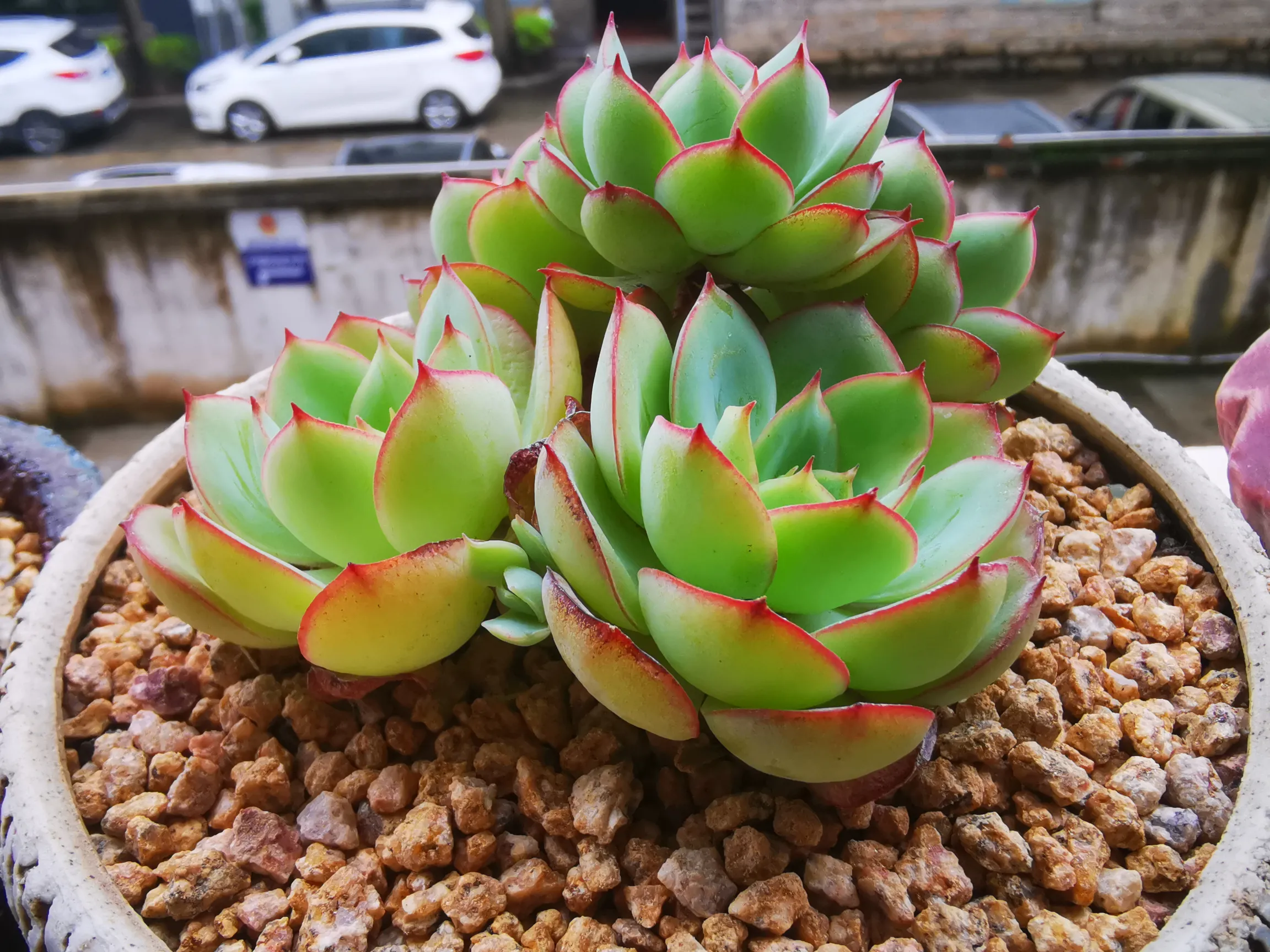 牡丹亭 多肉植物 今日多肉分享 牡丹亭 也叫檸檬玫瑰 景天科拟石蓮花屬 牡丹亭是月影系雜交多肉品種 葉片卵形 排列 天天看點