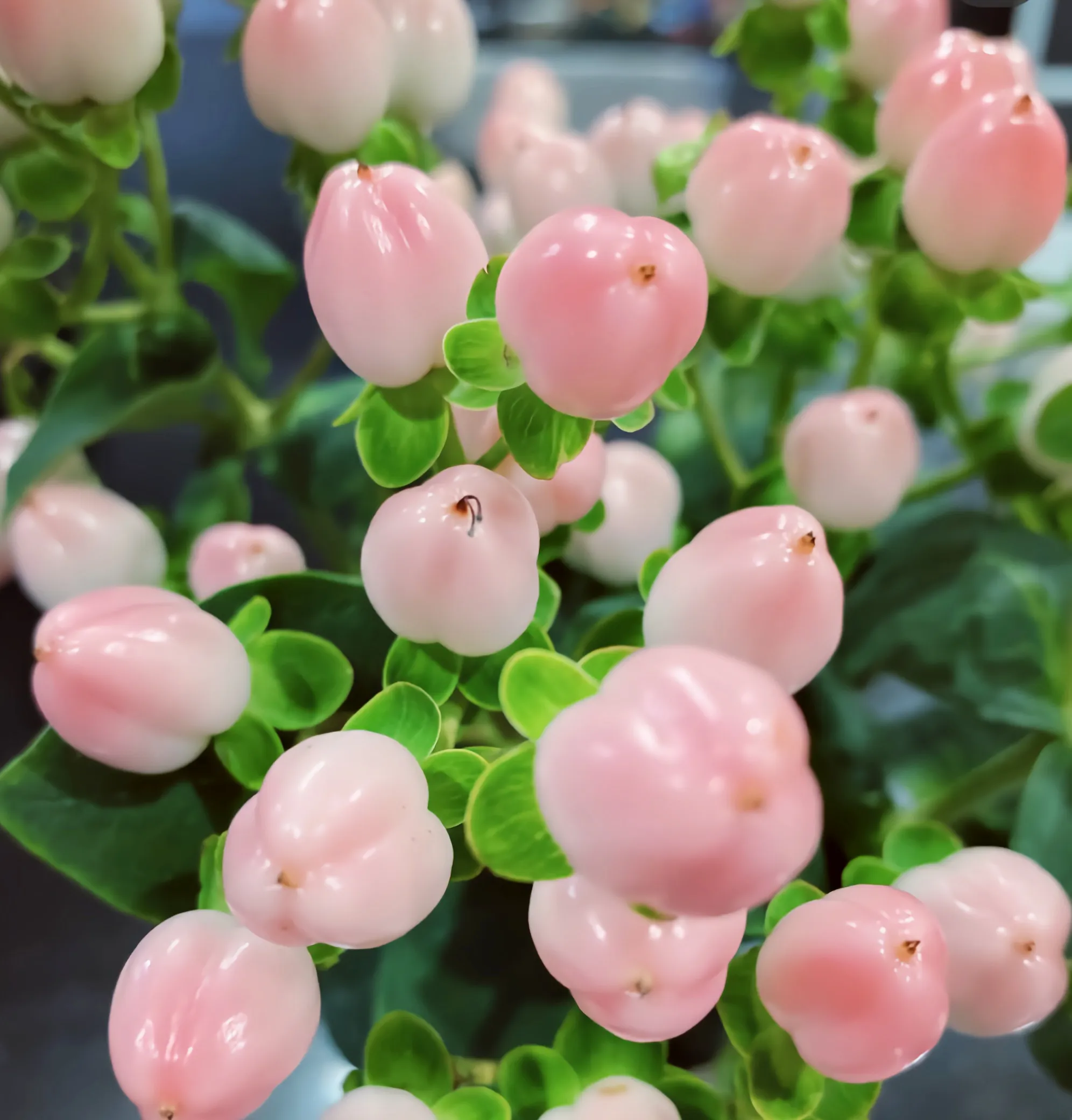 火龙珠 粉色 多种颜色 可做高档切花色彩明亮 娇艳欲滴 花语 因为有你 才懂什么是永恒粉色火龙珠 粉嫩可爱 肉嘟嘟的 天天看点