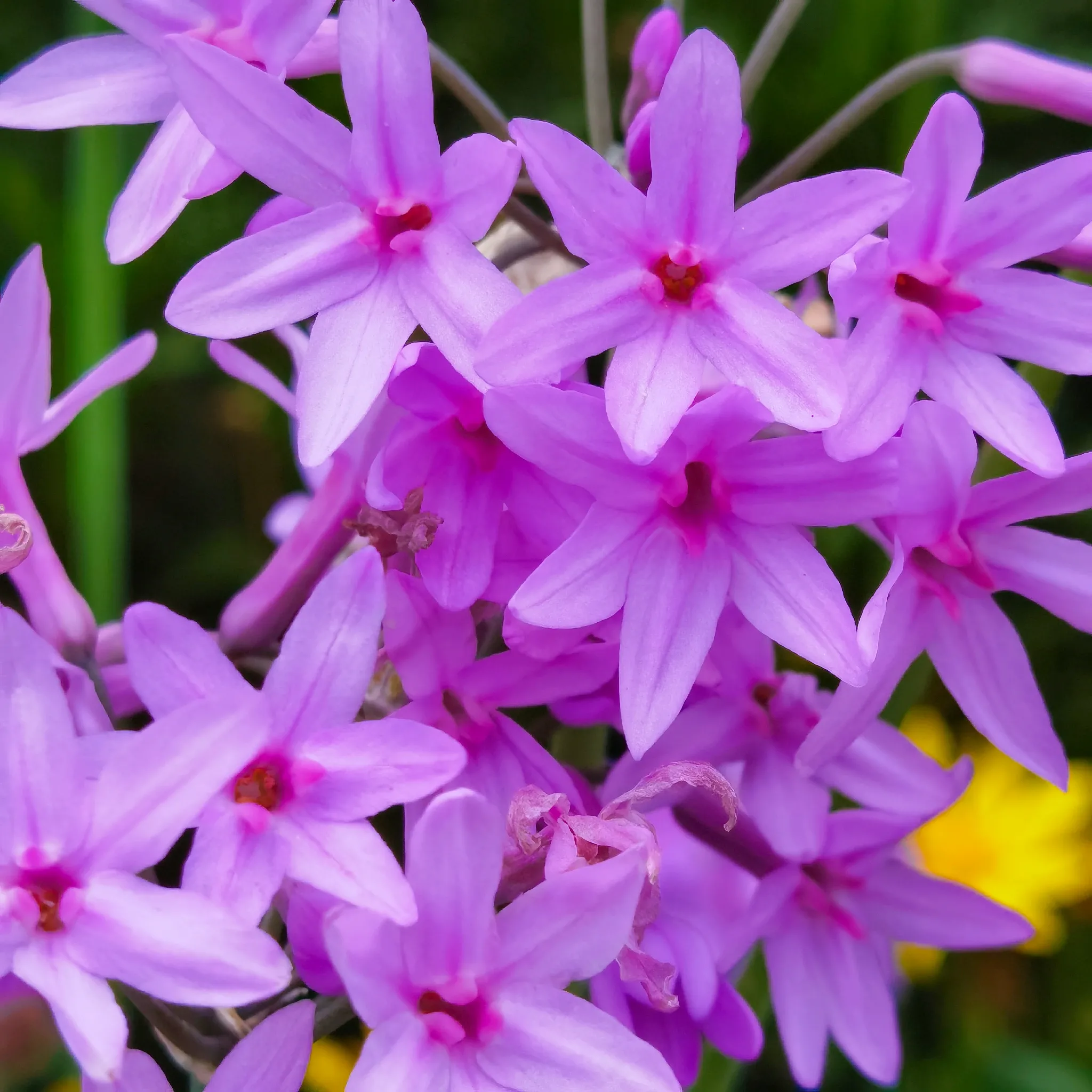 紫娇花开俏丽浪漫 初夏时光 路边绿化带里的紫娇花 灿如紫色的霞光 翠绿的叶丛中 伸出长长的枝杆 紫娇花开在枝杆的顶端 天天看点