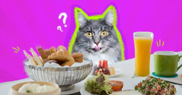 【人的食物】你的食物正害死你的猫｜猫猫能吃人的食物吗？｜杀死猫猫的108种方法系列｜再见宝贝宠物善终关爱