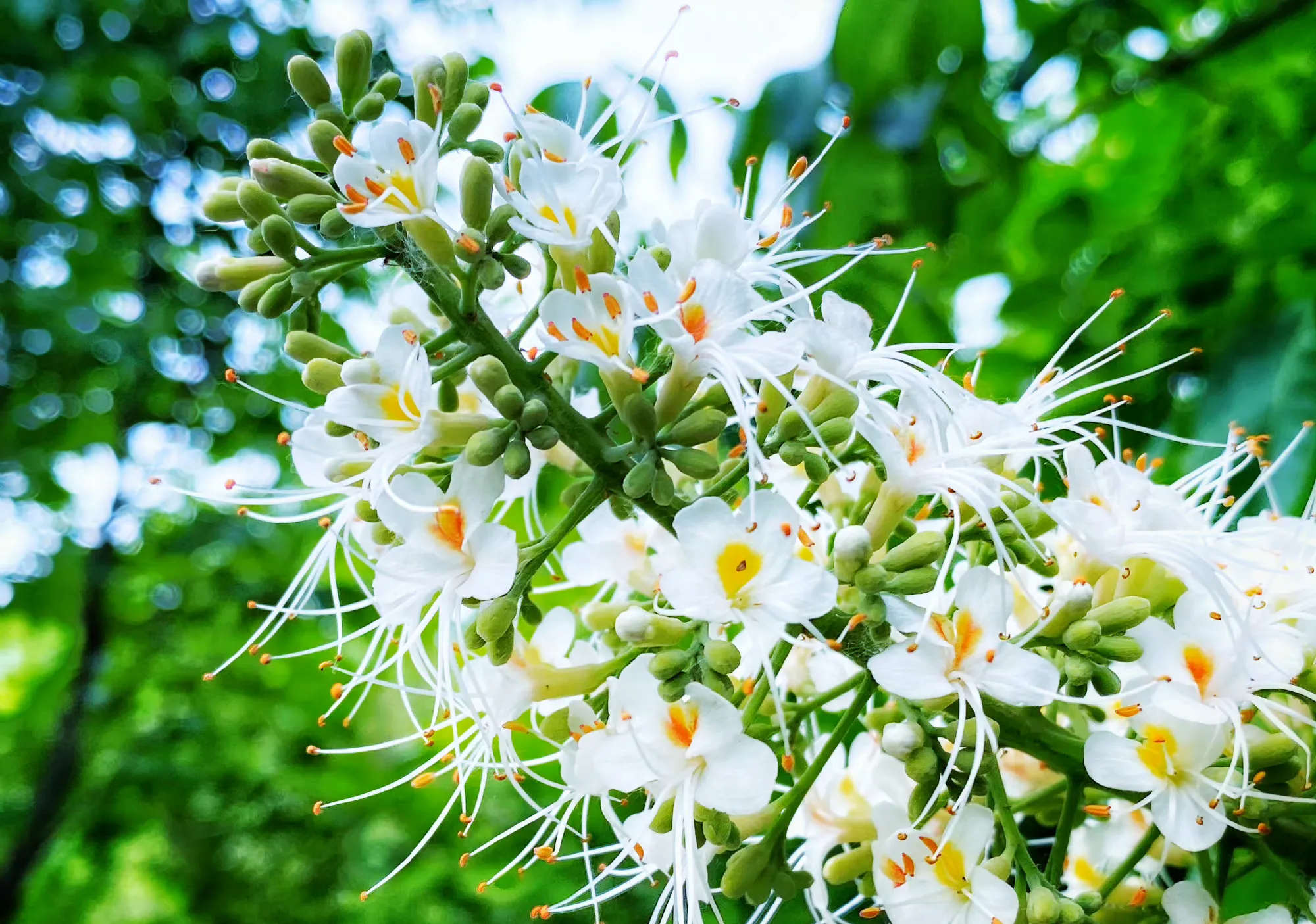 情感點評大賞 娑羅樹 又名七葉樹 與無憂樹 菩提樹同為 佛國三寶樹 花如塔狀 花開之時 如手掌般的葉子托起寶塔 象供