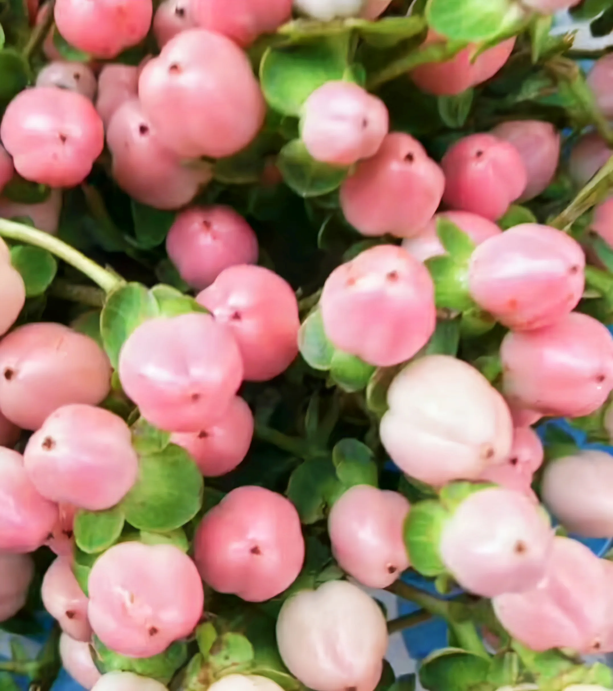 火龙珠 粉色 多种颜色 可做高档切花色彩明亮 娇艳欲滴 花语 因为有你 才懂什么是永恒粉色火龙珠 粉嫩可爱 肉嘟嘟的 天天看点