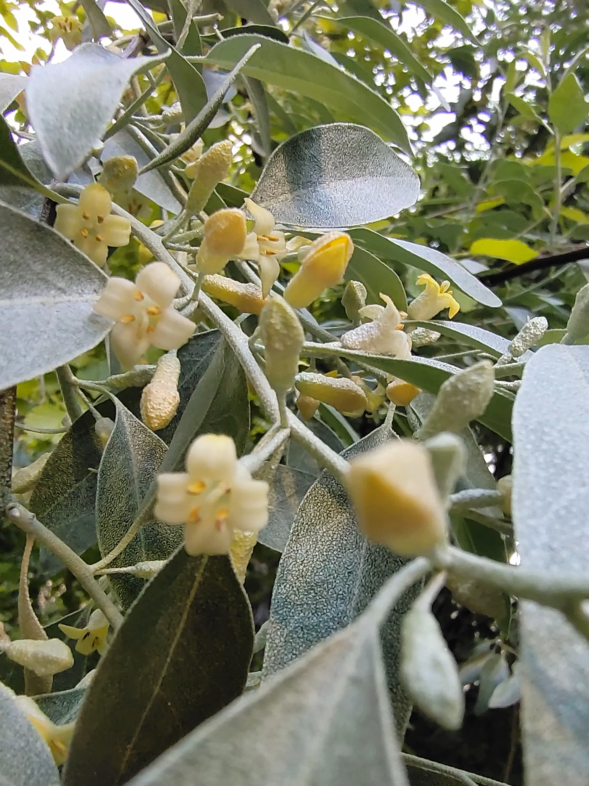 分享 沙枣花院里的沙枣花开了 浓浓的香味 不但散播在满院的空气中 还漂进了小区的家家户户 沙枣花的花朵不大 和桂花差不