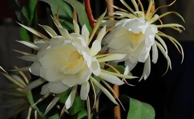 人们常说 昙花一现 意思是说 美好的事物或景象出现了一下 很快就消失 泛指美好的事物出现的时间很短 昙花一现的出处是 妙 天天看点