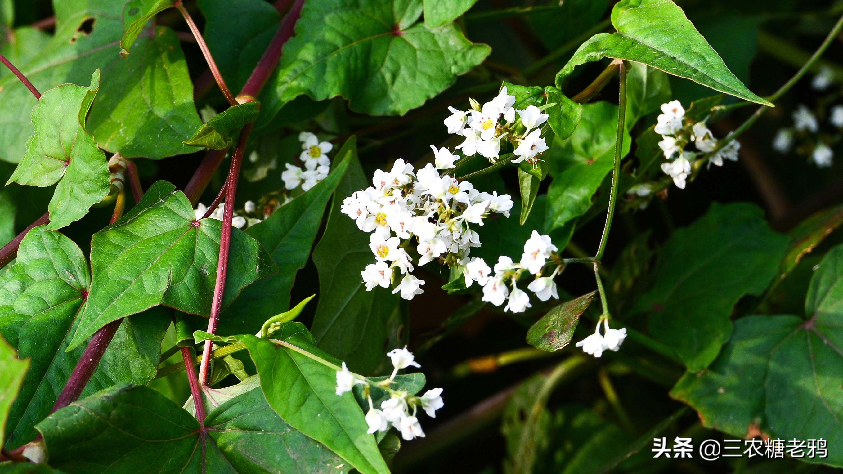 野生的金荞麦村口有一棵野生的金荞麦只有一棵不知从何而来