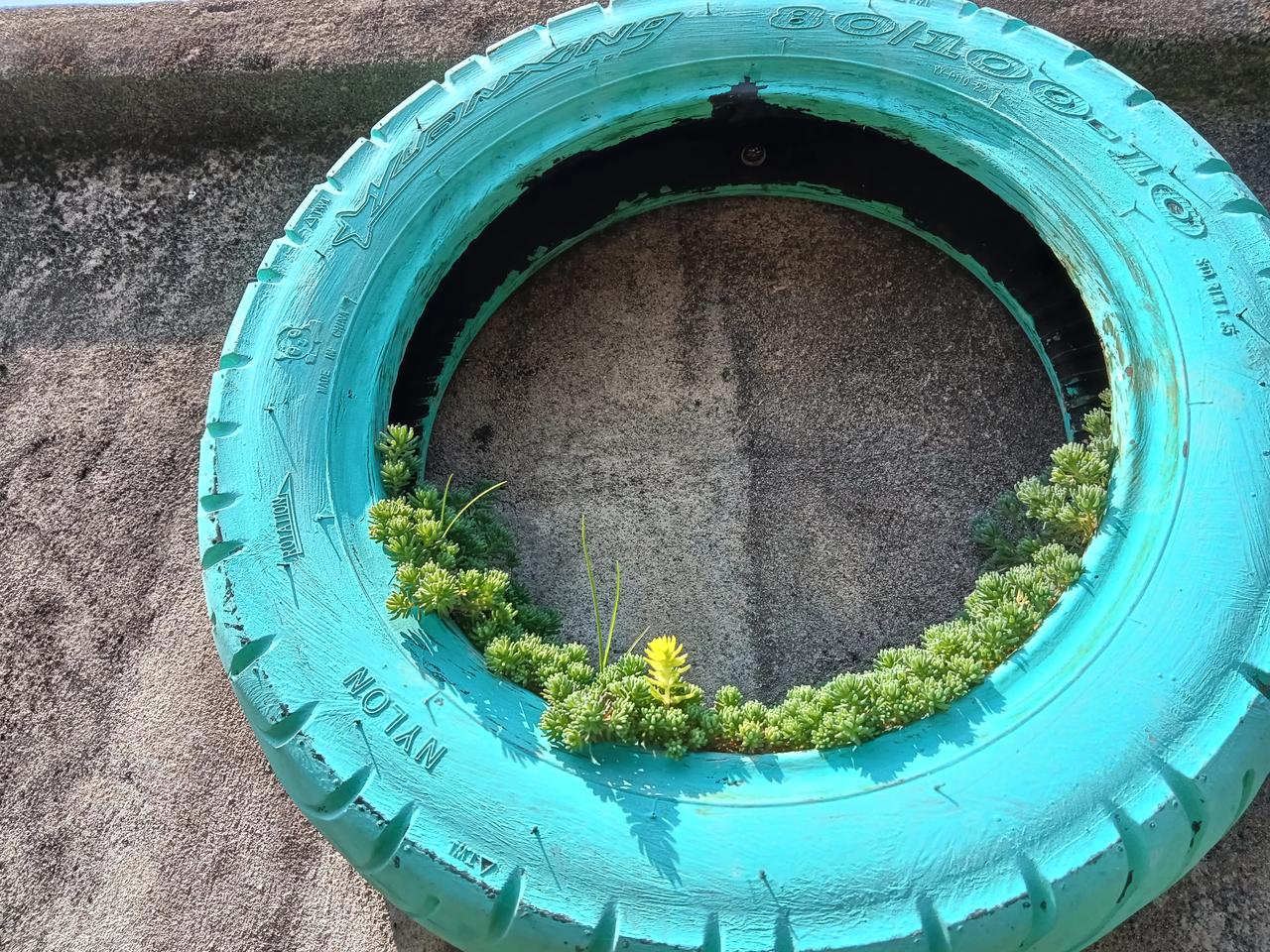 变废为宝的轮胎种上多肉美美哒期待它能爆满悬挂下来