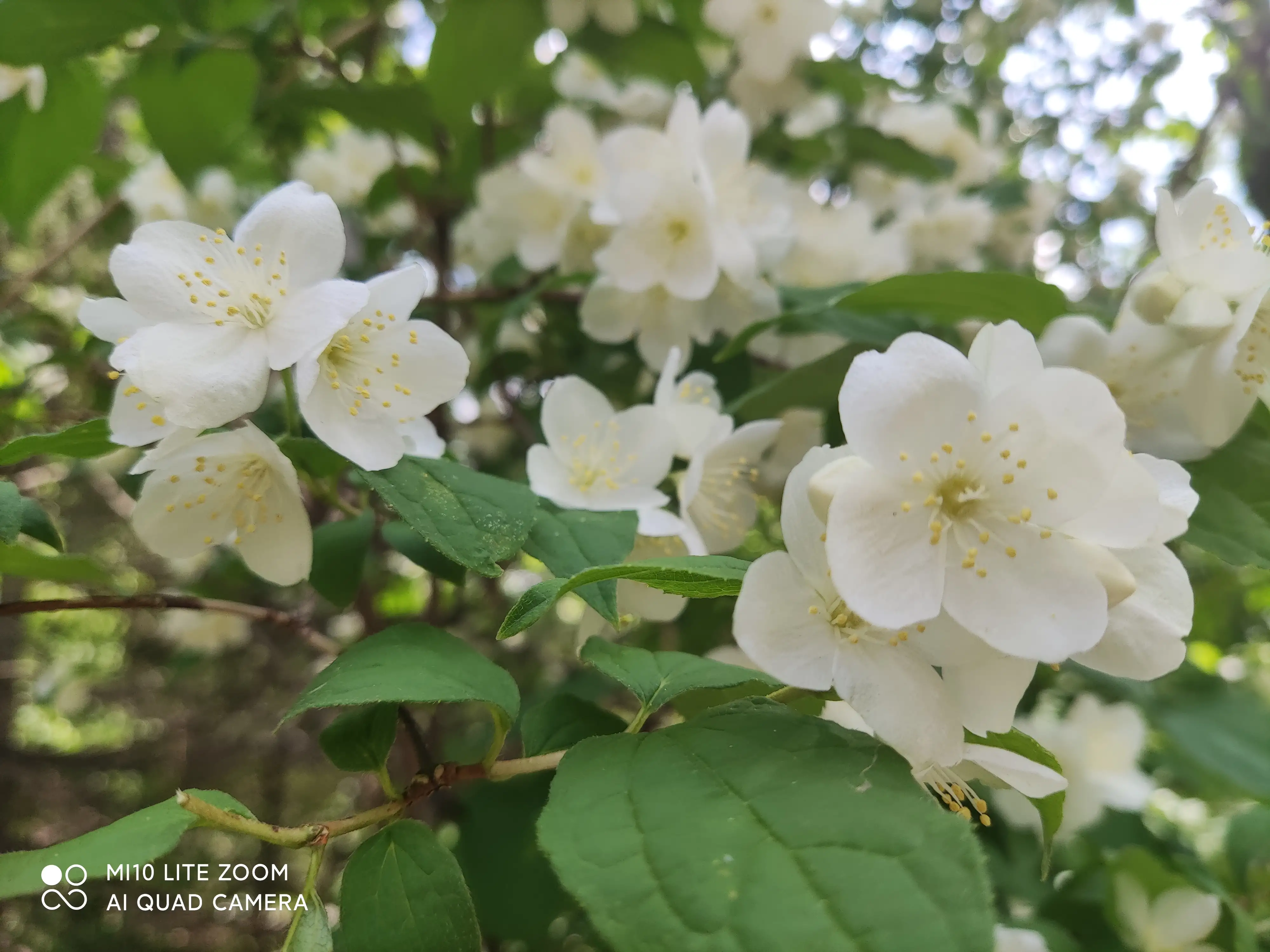 頭條花卉照片集 清濱公園内一茬接一茬的鮮花盛開 讓人流連忘返美不勝收 公園内種植了多種樹木5304株 品種45個 其中 天天看點