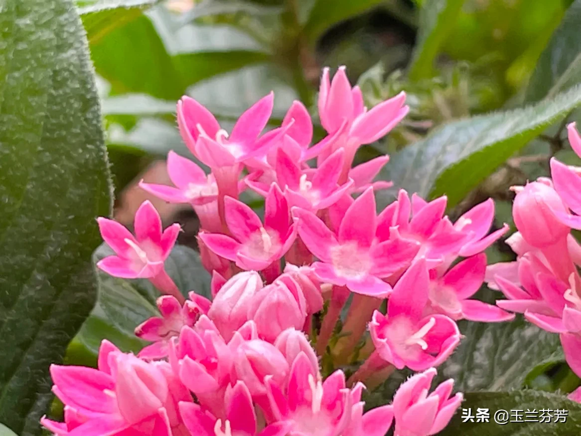 五星花 紅星閃閃向陽開花色豔麗惹蜂來星型花朵好别緻玲珑美麗招人愛五星花别稱雨傘花 繁星花 星形花 埃及衆星花 草本仙丹