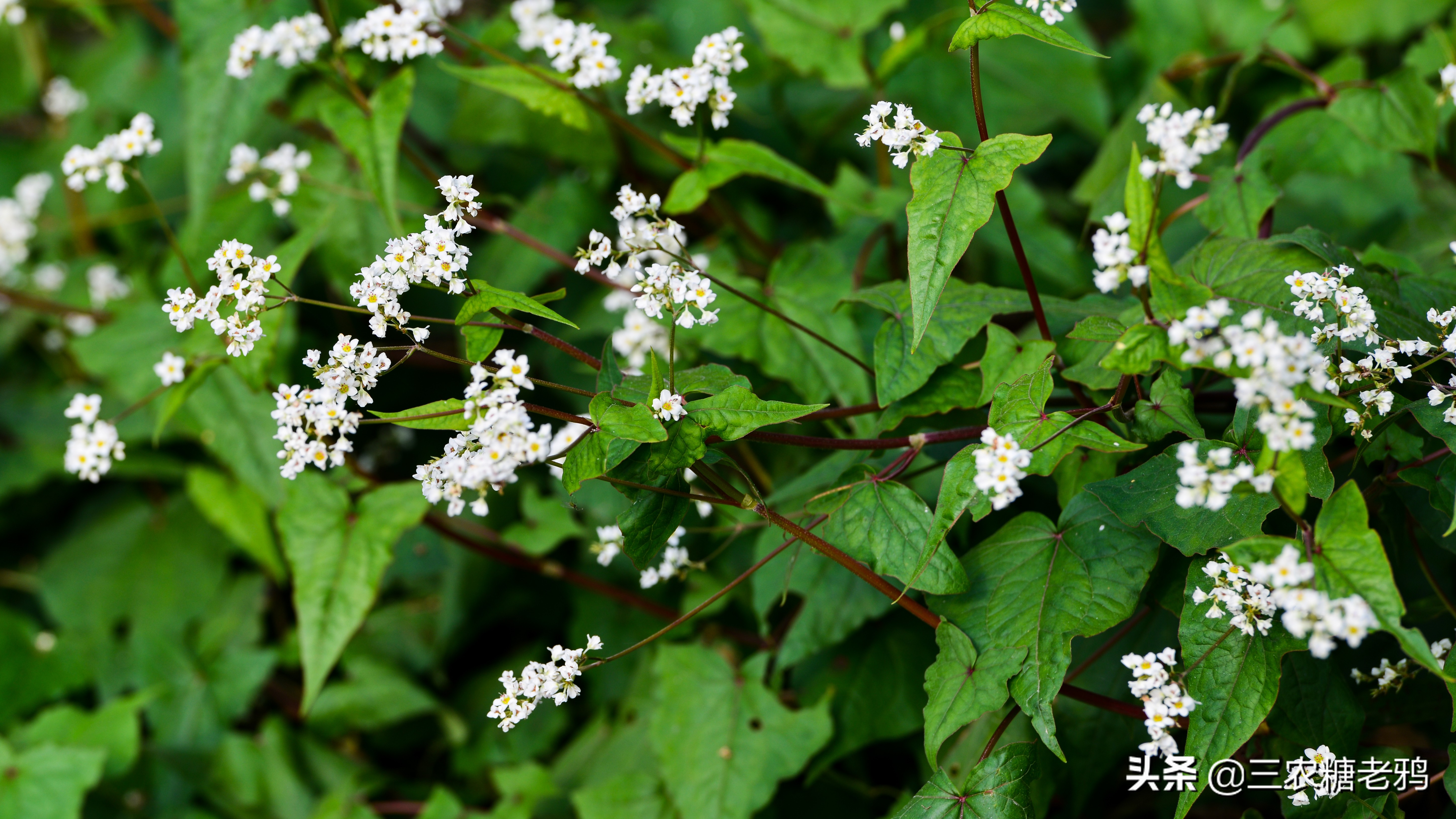 野生的金荞麦村口有一棵野生的金荞麦只有一棵不知从何而来