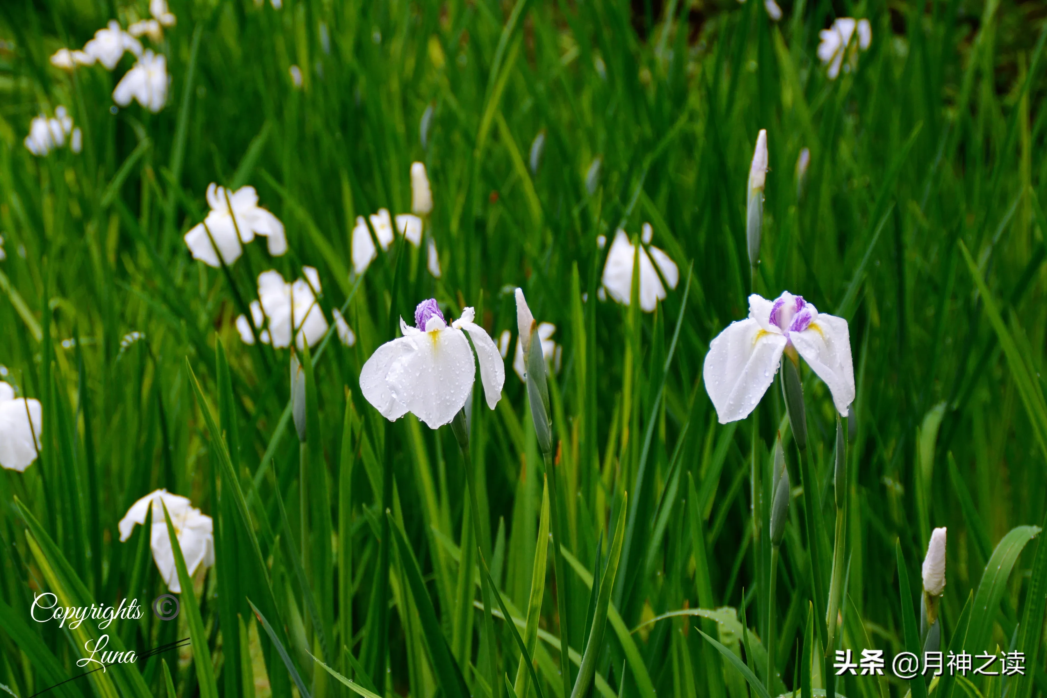 夏日生活打卡季 鸢尾花的花語是 長久的思念鸢 拼音yuan 尾花 英文名 Irisiris在希臘語裡為 彩虹 的意思 天天看點