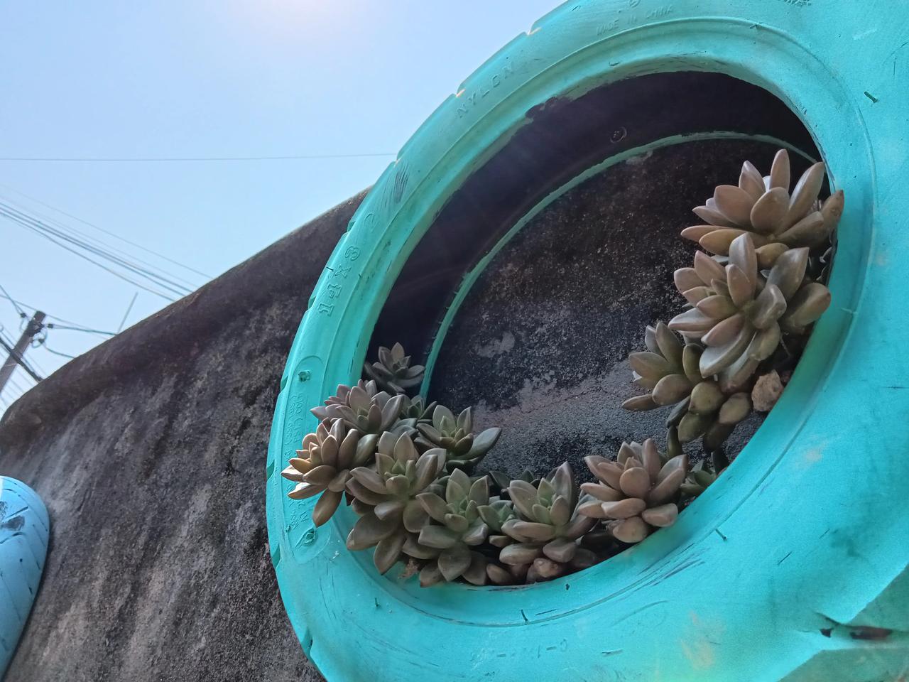 变废为宝的轮胎种上多肉美美哒期待它能爆满悬挂下来