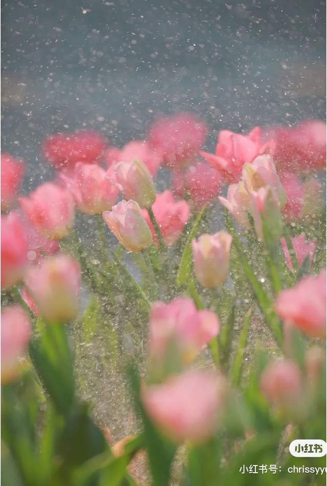 偶遇一场浪漫花雨01 小红书用户@兮游记兮兮让你的图片尽可能的唯美
