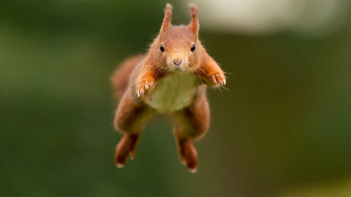 各种各样的动物们一直努力学习如何与环境和谐相处,也为生物多样性和