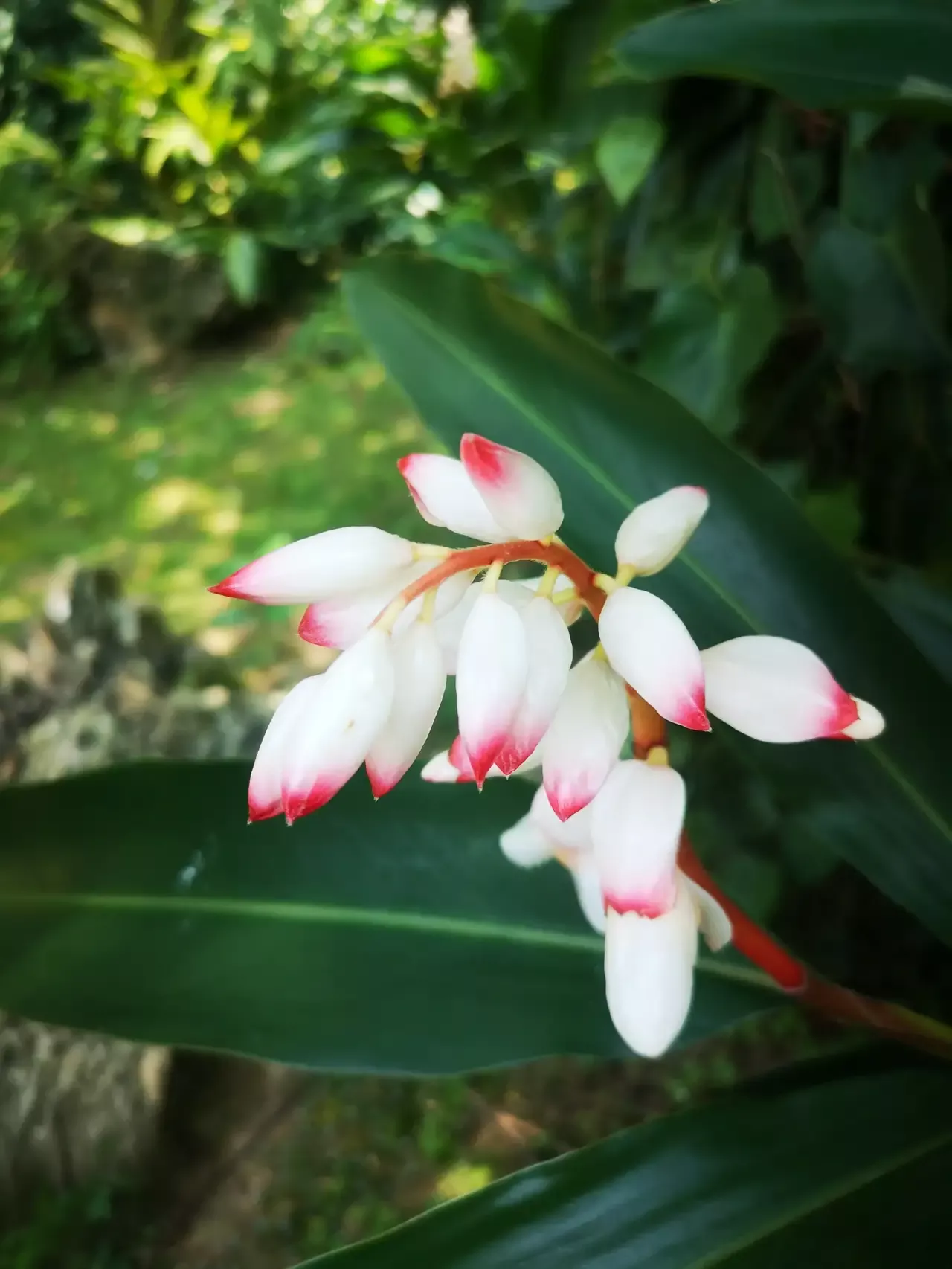 分享图片 漂亮的艳生姜色彩迷人 清新自然 是一种极好的观叶植物 生机盎然 能给人享受田园生活的快乐 夏日赏花时刻 天天看点