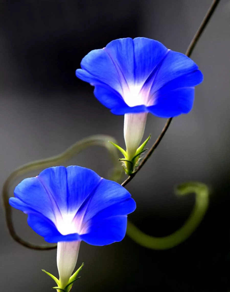 开放在夏日里的花 牵牛花 秋赏菊 冬扶梅 春种海棠 夏养牵牛 可见 在夏日里众多的花朵中 牵牛花可以算得上是宠儿了 天天看点