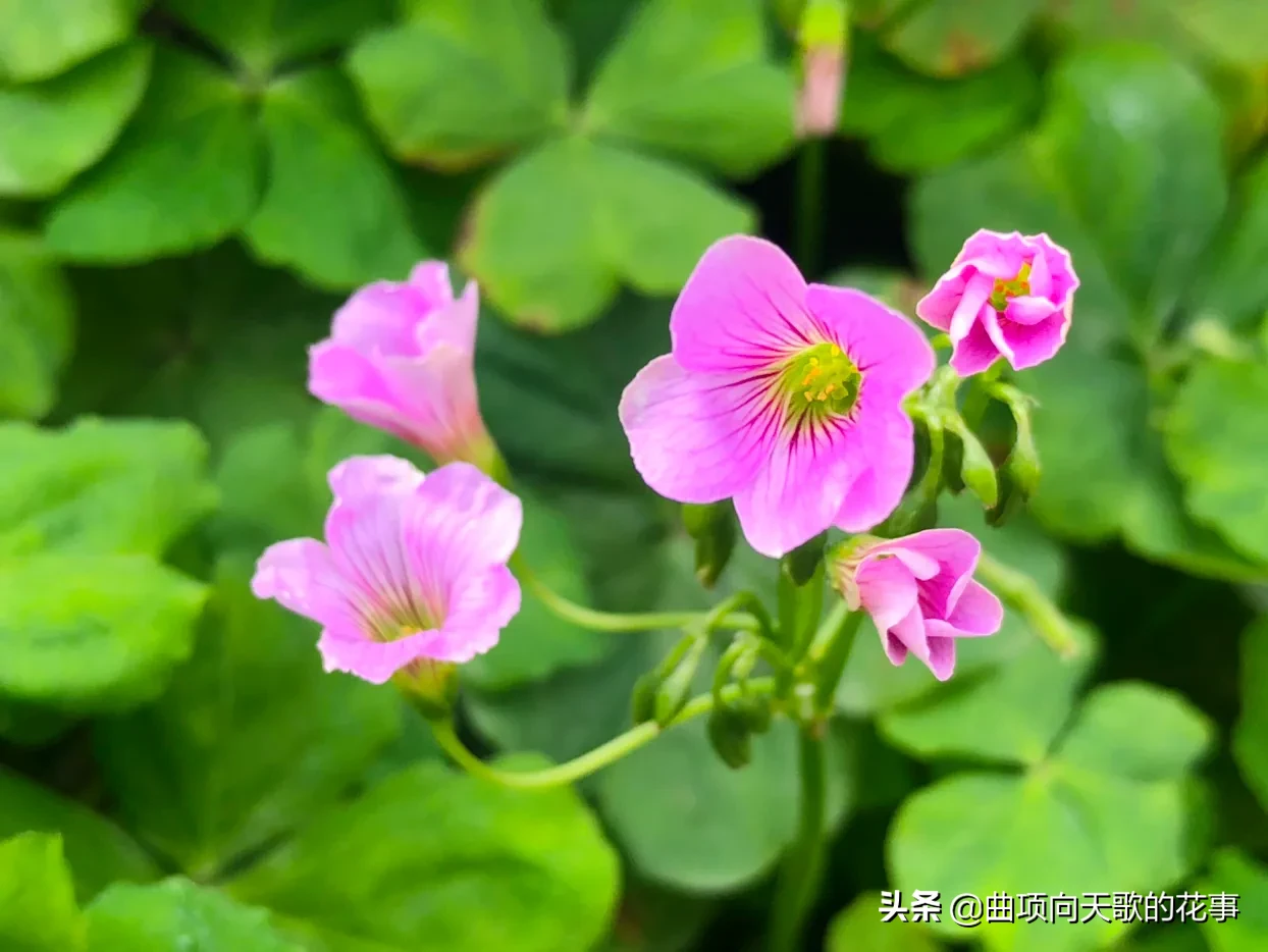 曲项向天歌的花事 22每日一花 第41朵 红花酢浆草 别称 大酸味草 南天七 紫花酢浆草 大叶酢浆草 三夹莲细茎