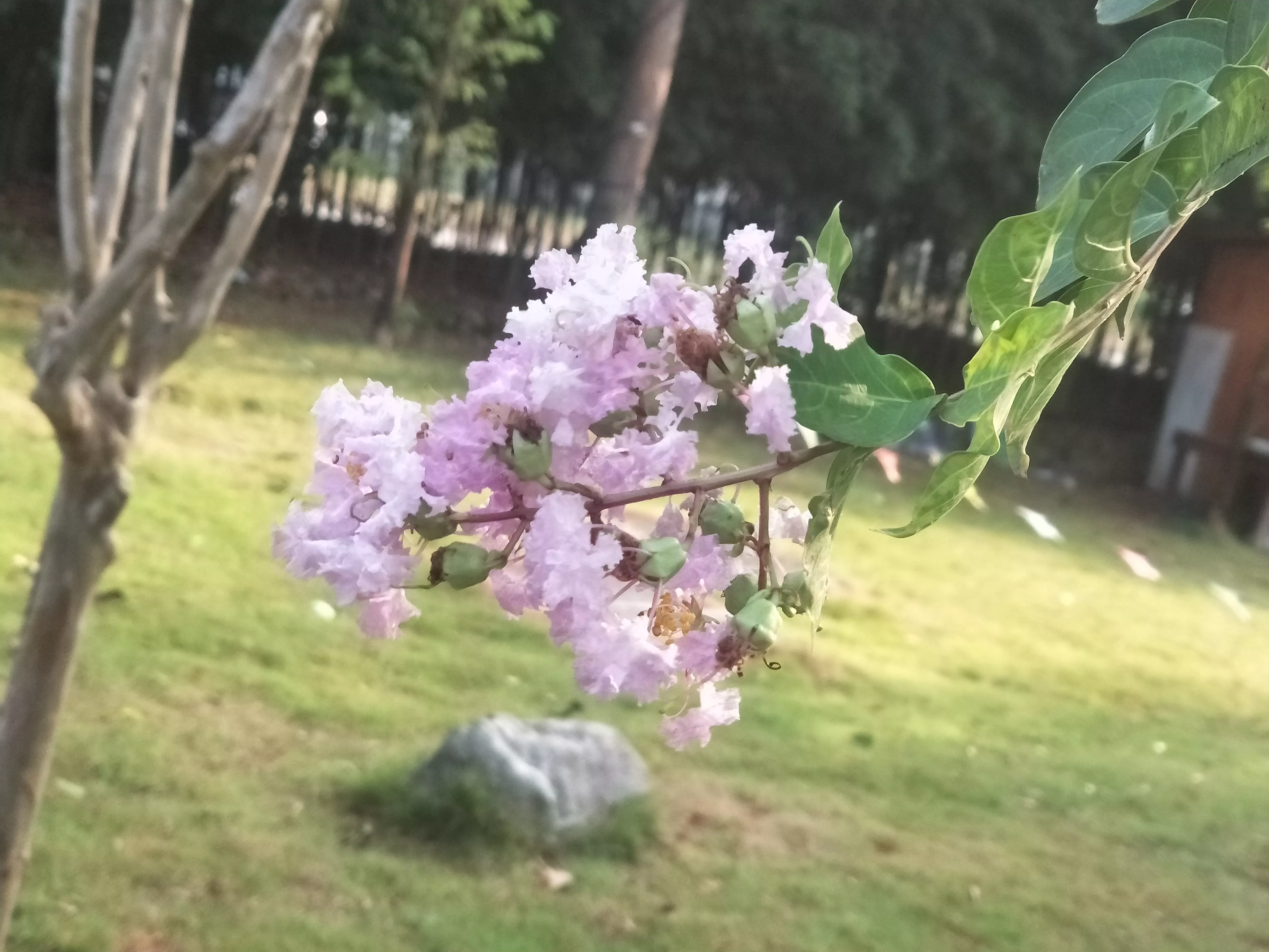 再看紫薇花这是自然奇迹 她错过了春天的风 和初夏的梅雨 但她相邀了夏天的凤蝶 高天的白云 热情的诗歌和浪漫的爱情 天天看点