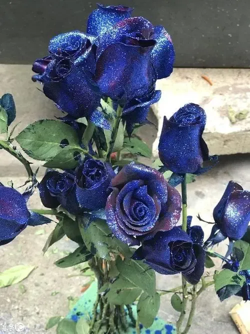 藍色妖姬 送給暗戀情人的花藍色妖姫其實就是藍色的玫瑰花 它是一種通過人工加工制作的花卉 需要借助藍色的染色劑噴染成型 是 天天看點