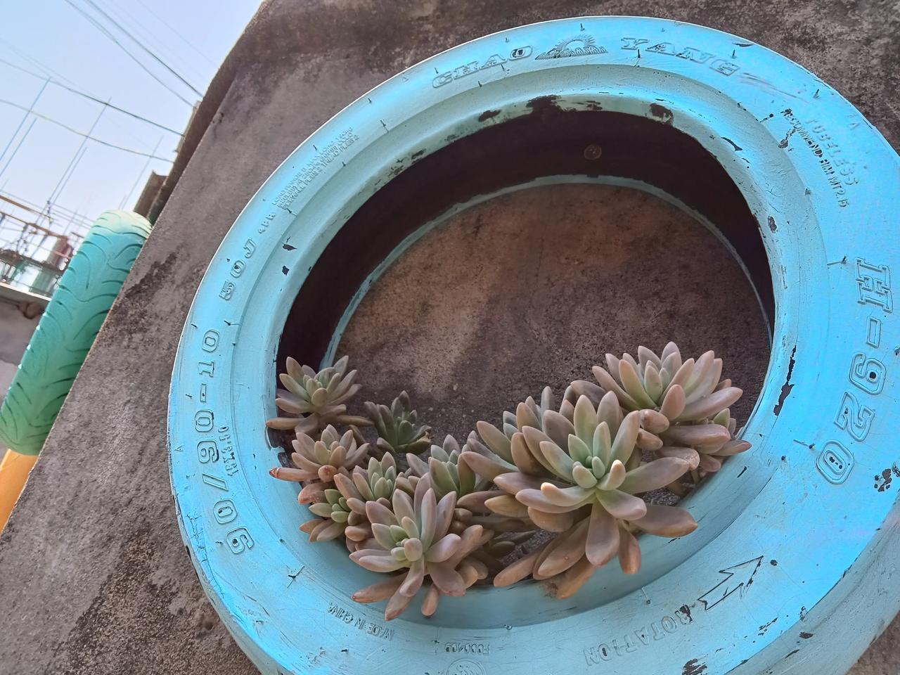 变废为宝的轮胎种上多肉美美哒期待它能爆满悬挂下来