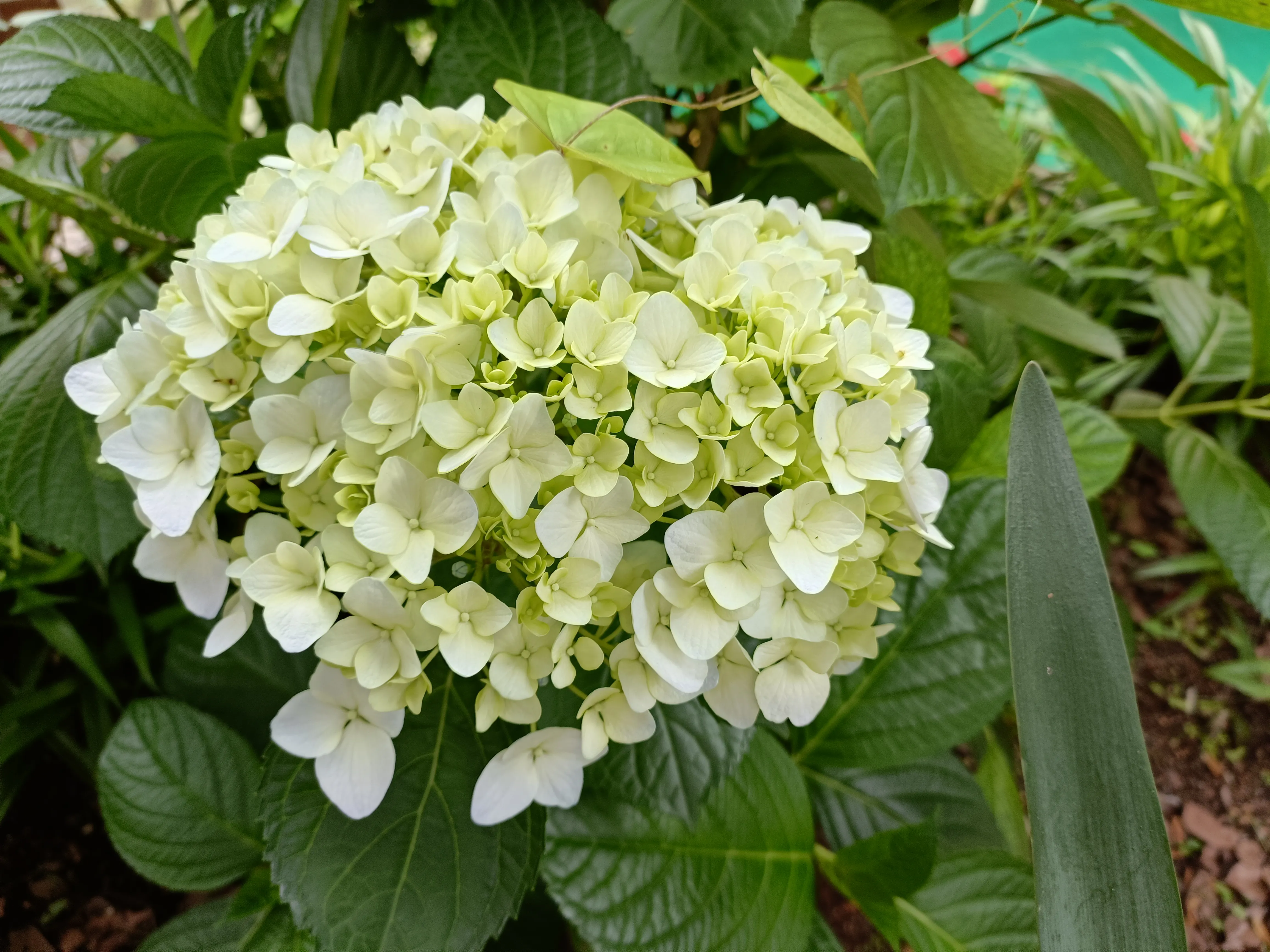 抛繡球花了有人來接嘛 這花的花語是充滿希望hope 别名有八仙花 粉團花 草繡球 紫繡球 紫陽花 白色的繡球花暫時沒看到